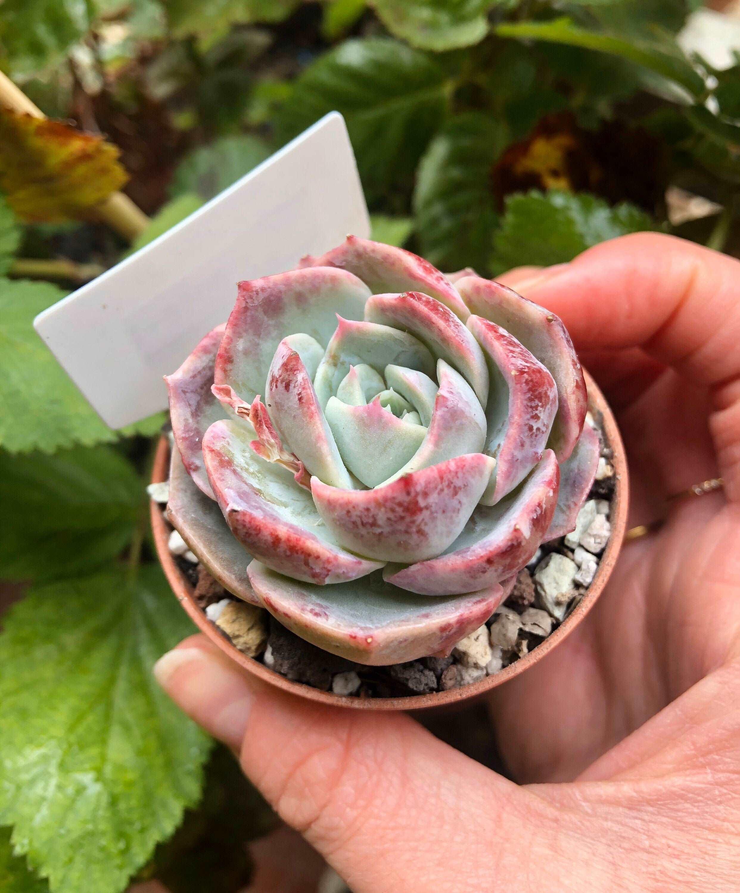 Echeveria Marianne - Image 4