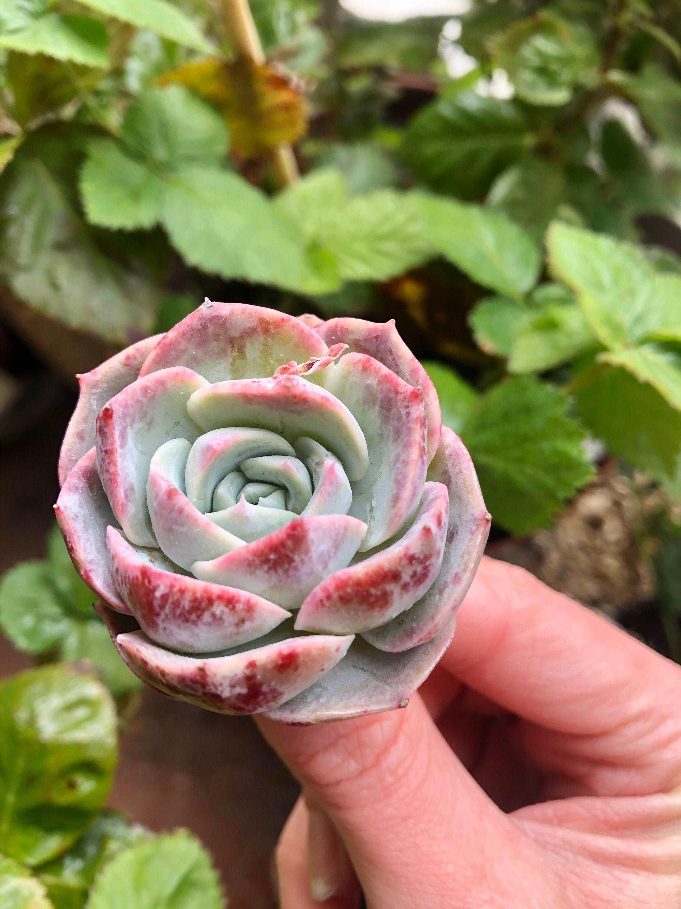 Echeveria Marianne - Image 5