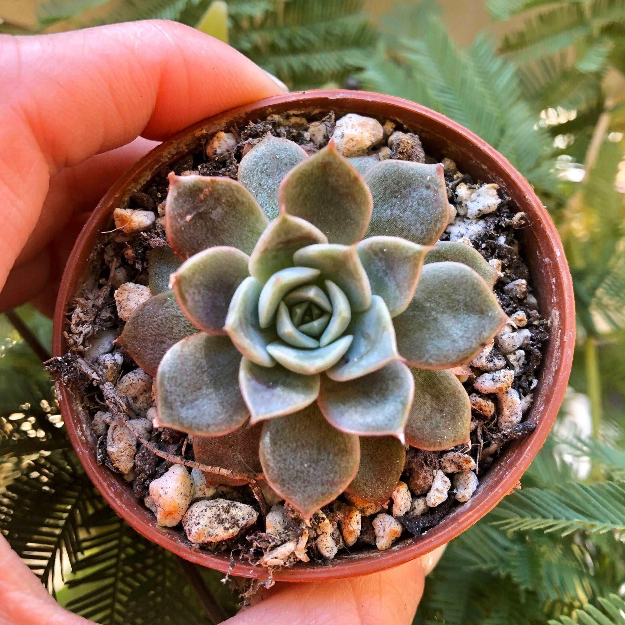 Echeveria Maroon Hill