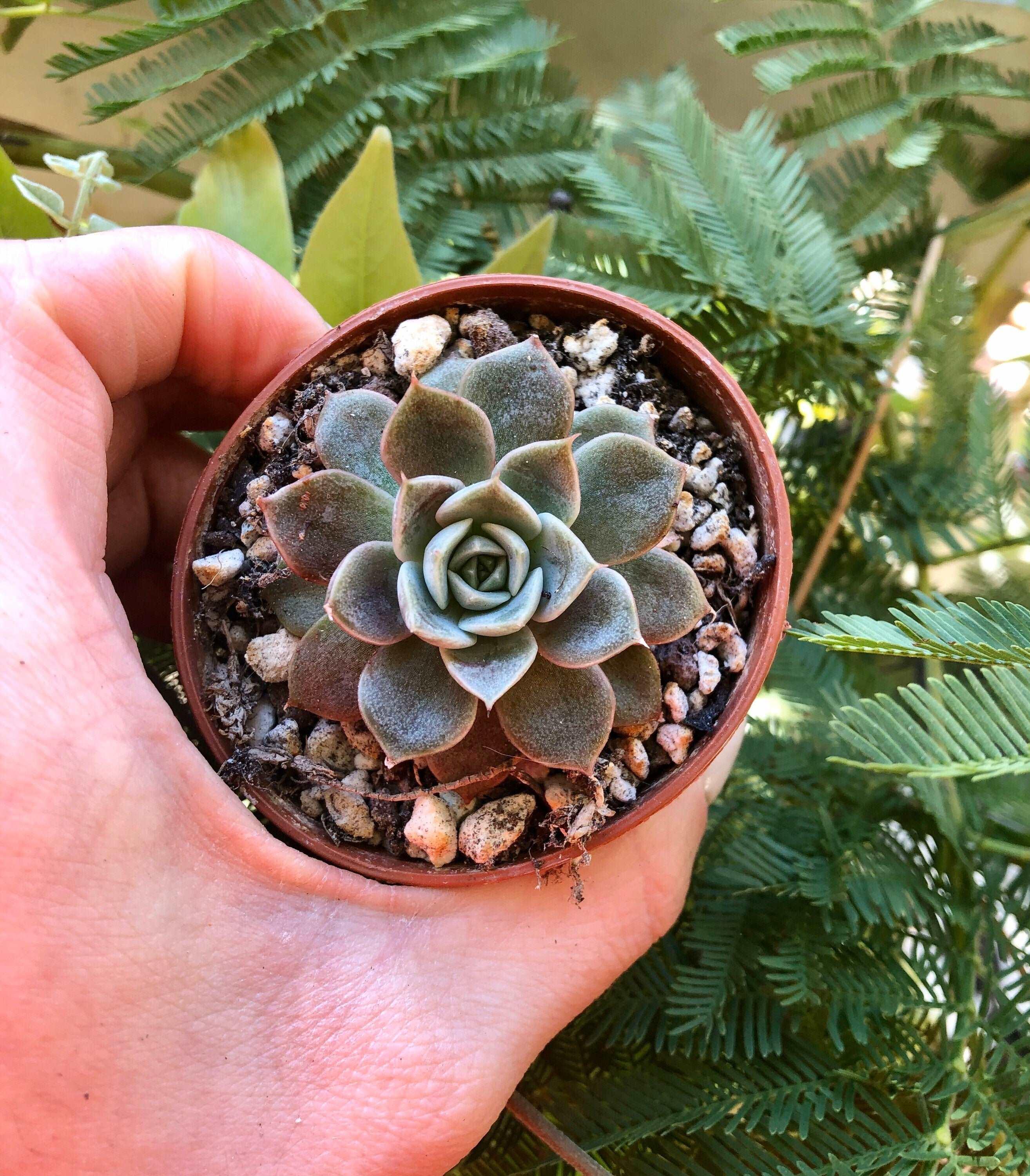 Echeveria Maroon Hill - Image 2