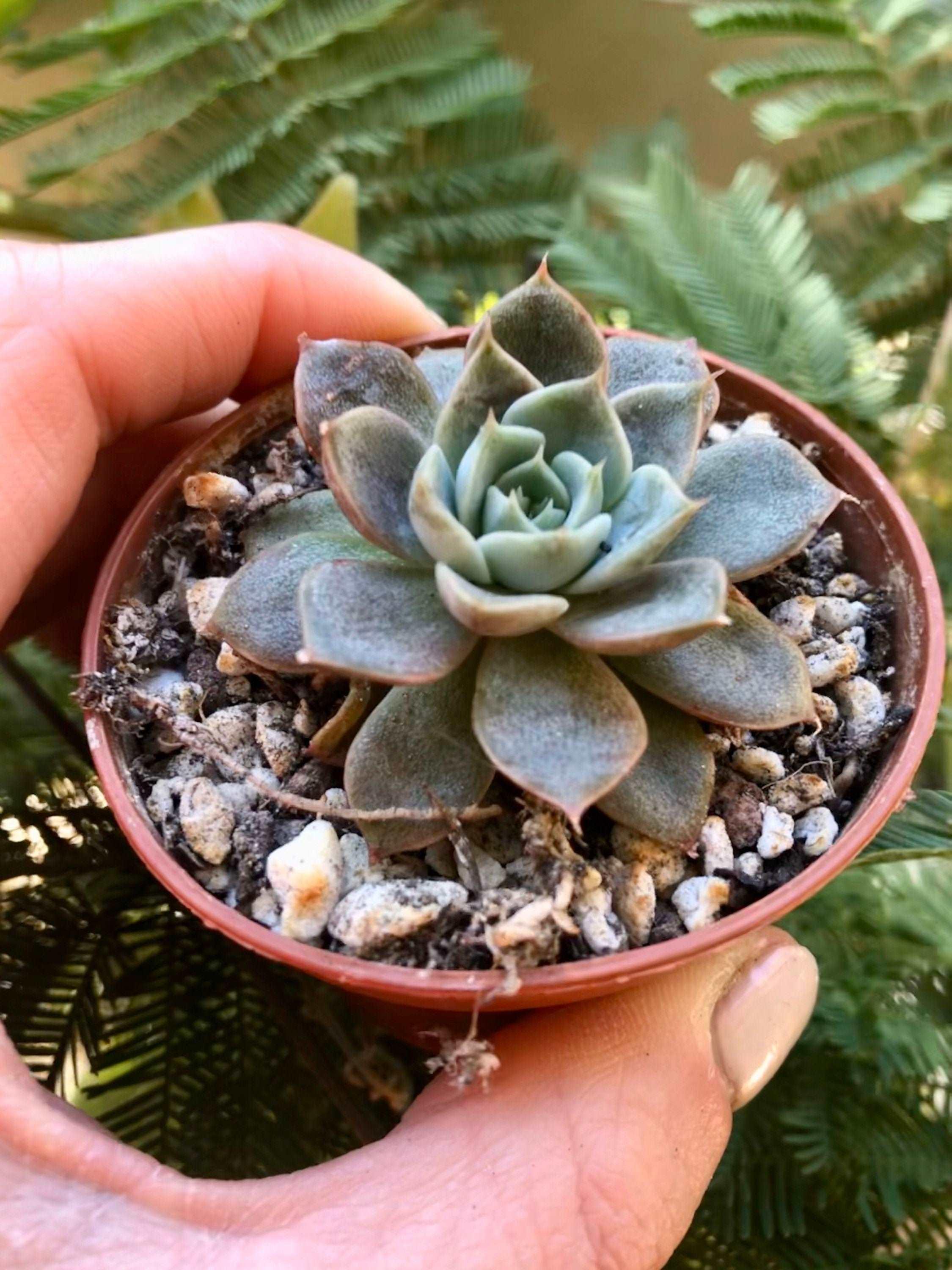 Echeveria Maroon Hill - Image 3