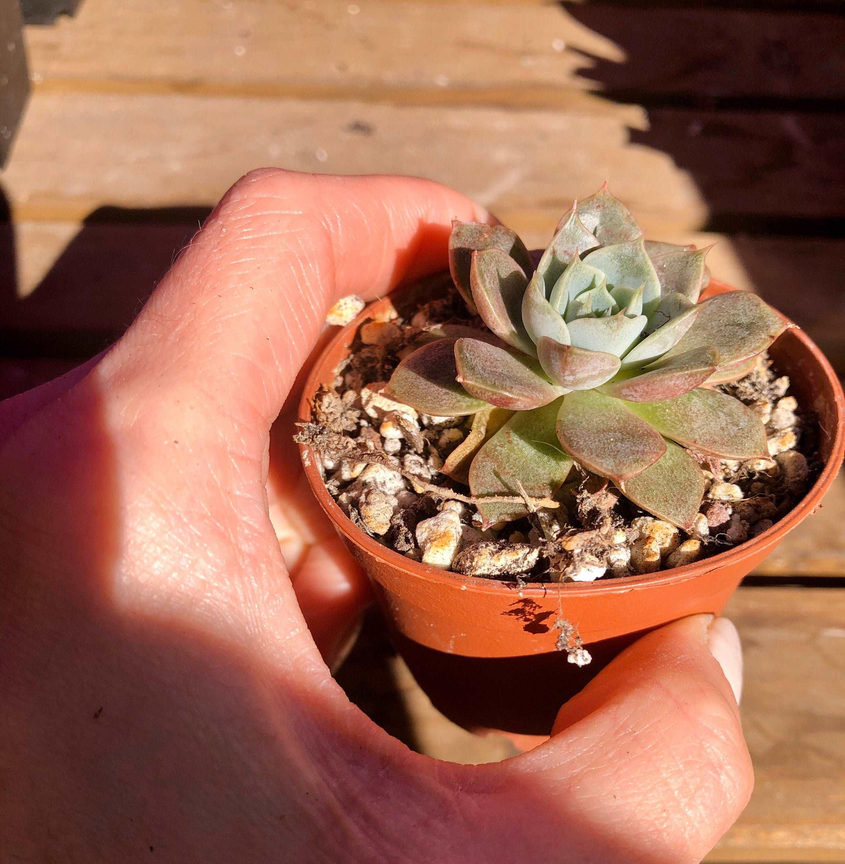 Echeveria Maroon Hill - Image 4