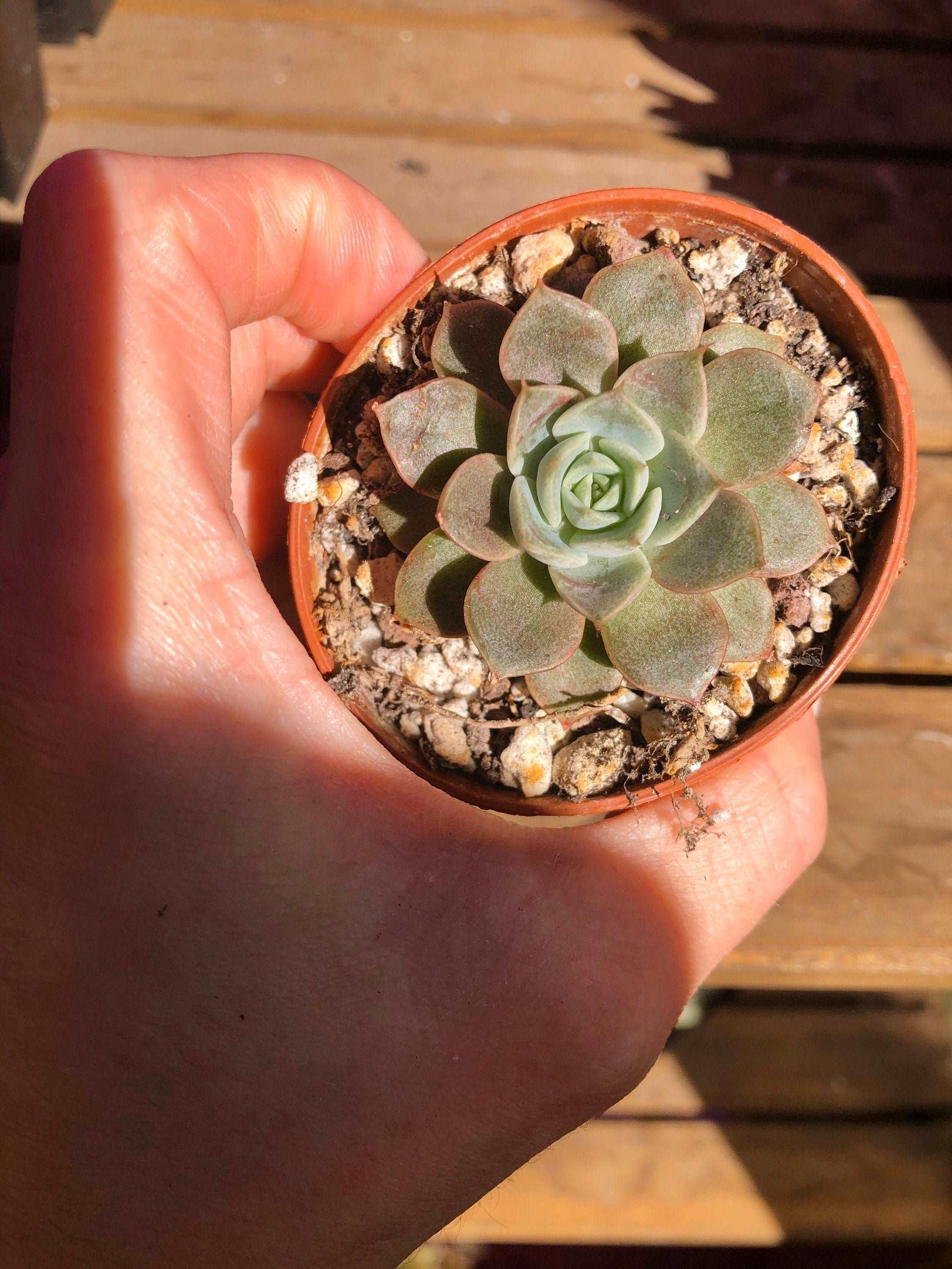 Echeveria Maroon Hill - Image 5