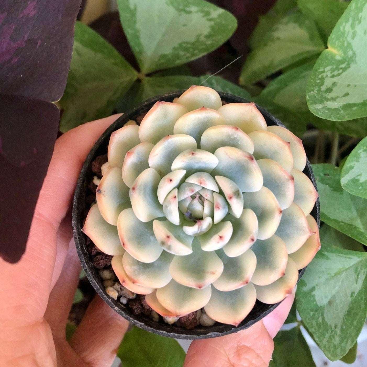 Echeveria Minima Variegata