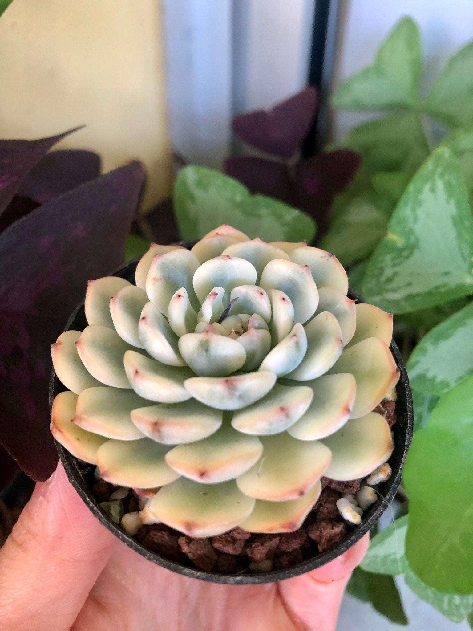 Echeveria Minima Variegata - Image 2