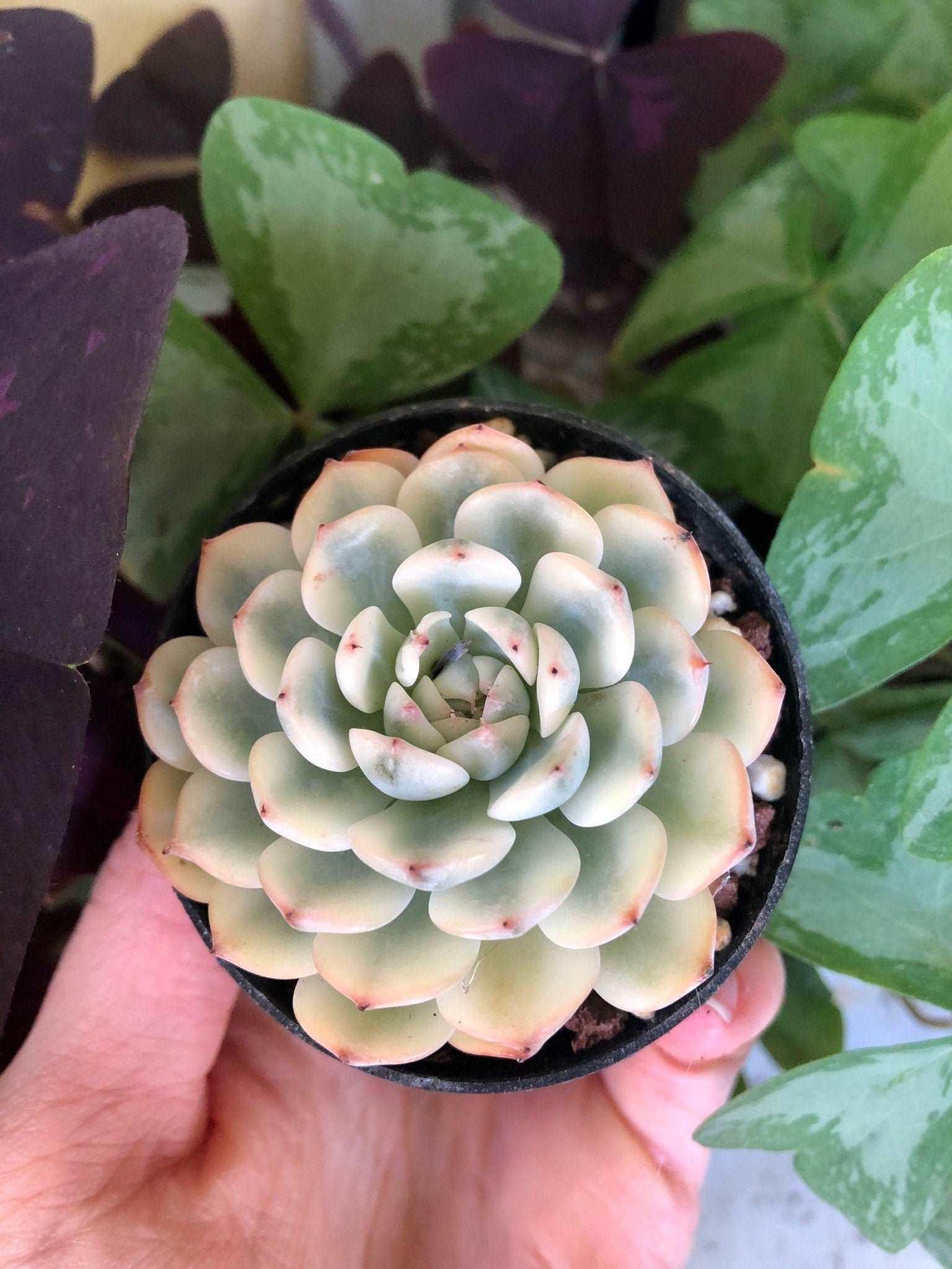 Echeveria Minima Variegata - Image 3