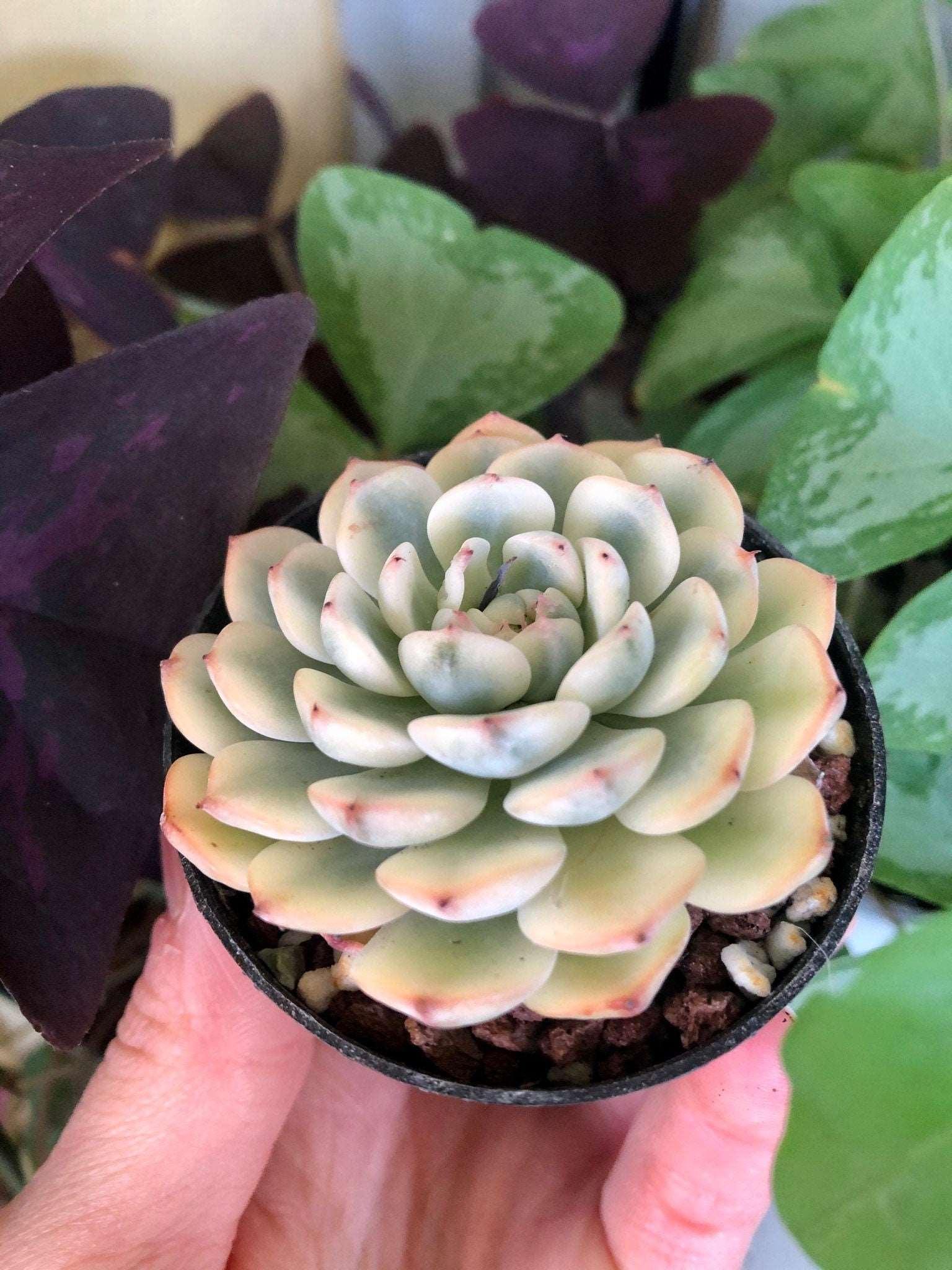 Echeveria Minima Variegata - Image 4