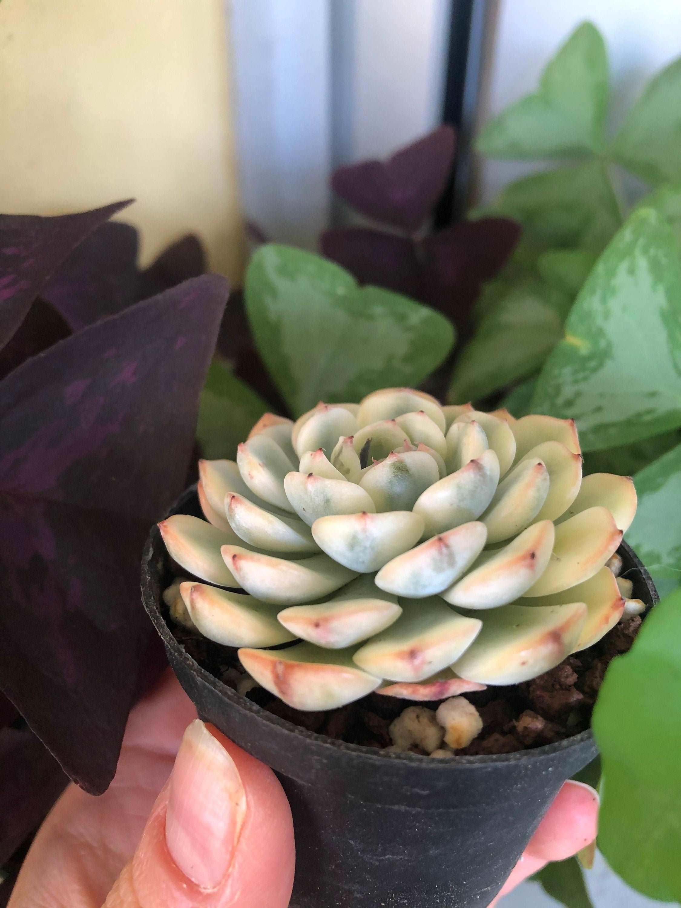 Echeveria Minima Variegata - Image 5