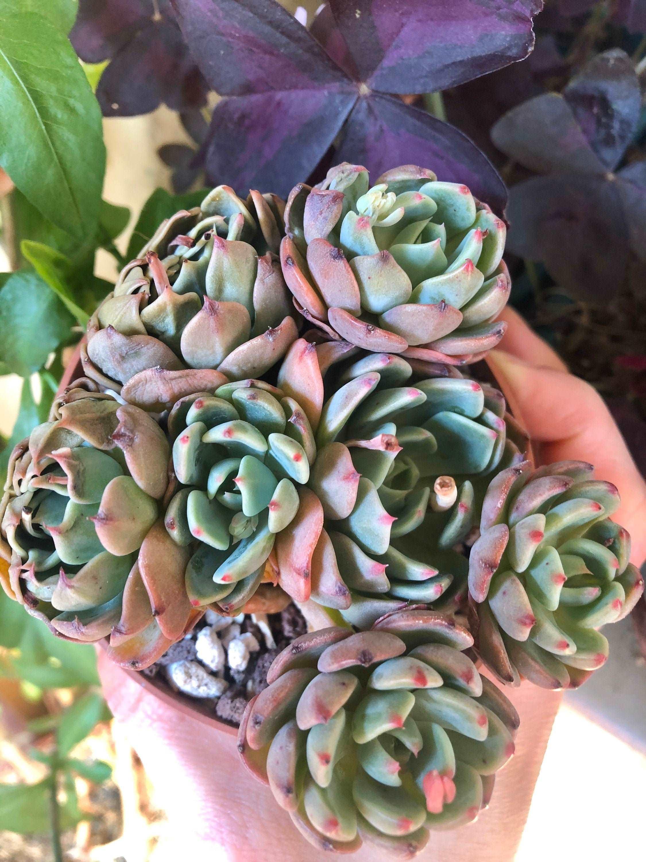 Echeveria Nanahukumini - Image 3
