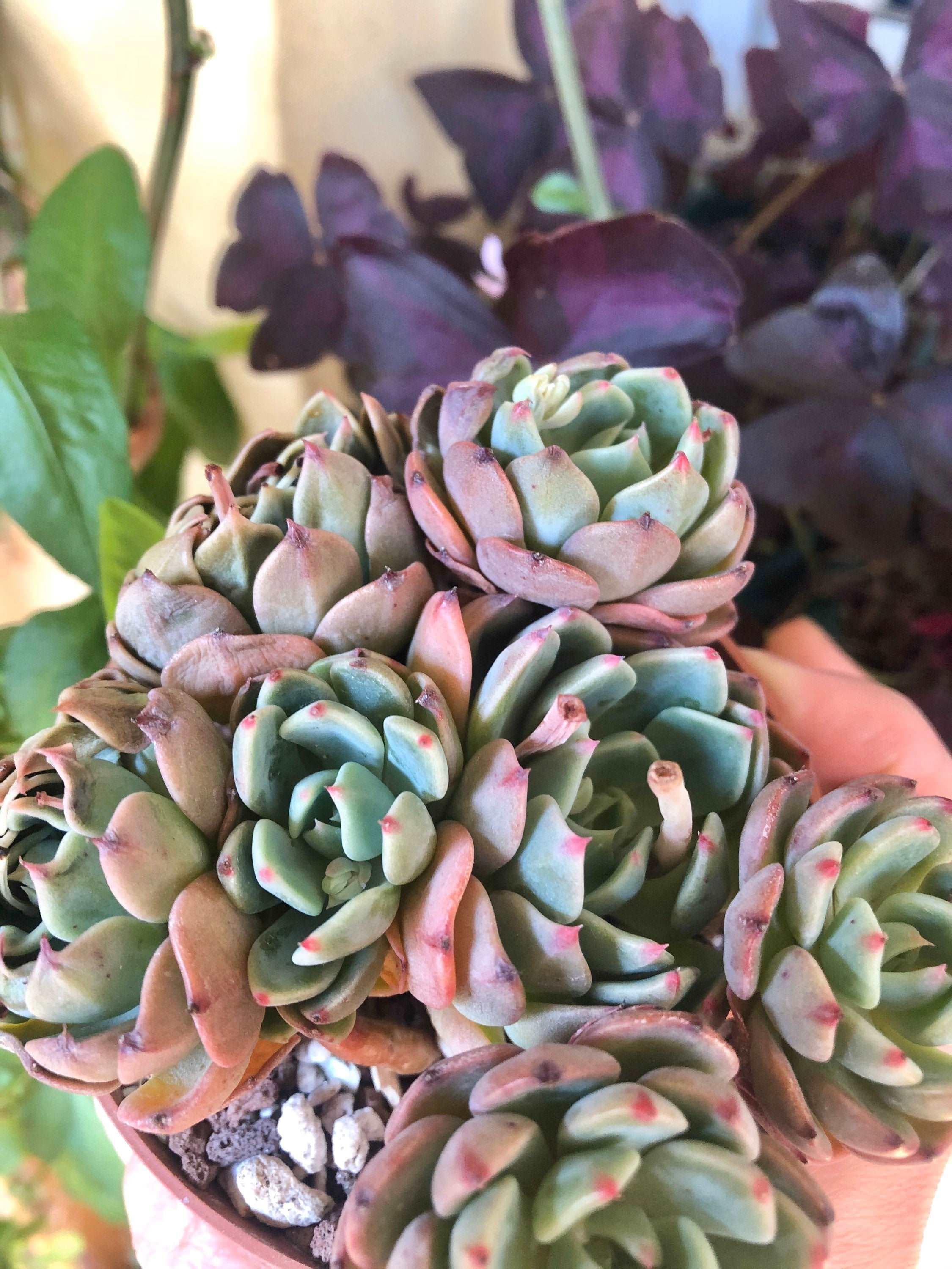 Echeveria Nanahukumini - Image 4