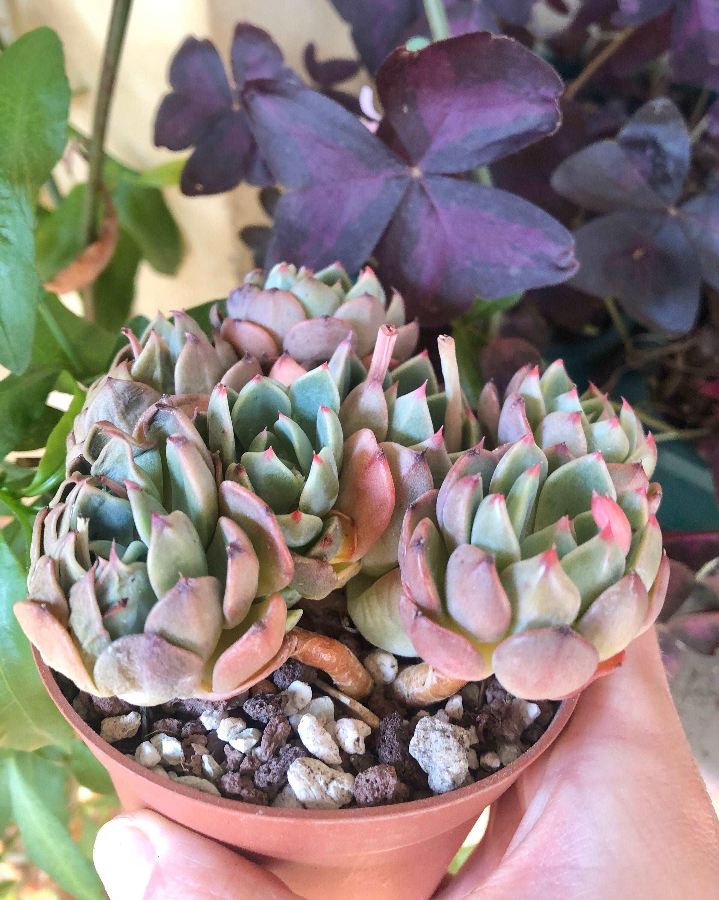 Echeveria Nanahukumini - Image 5