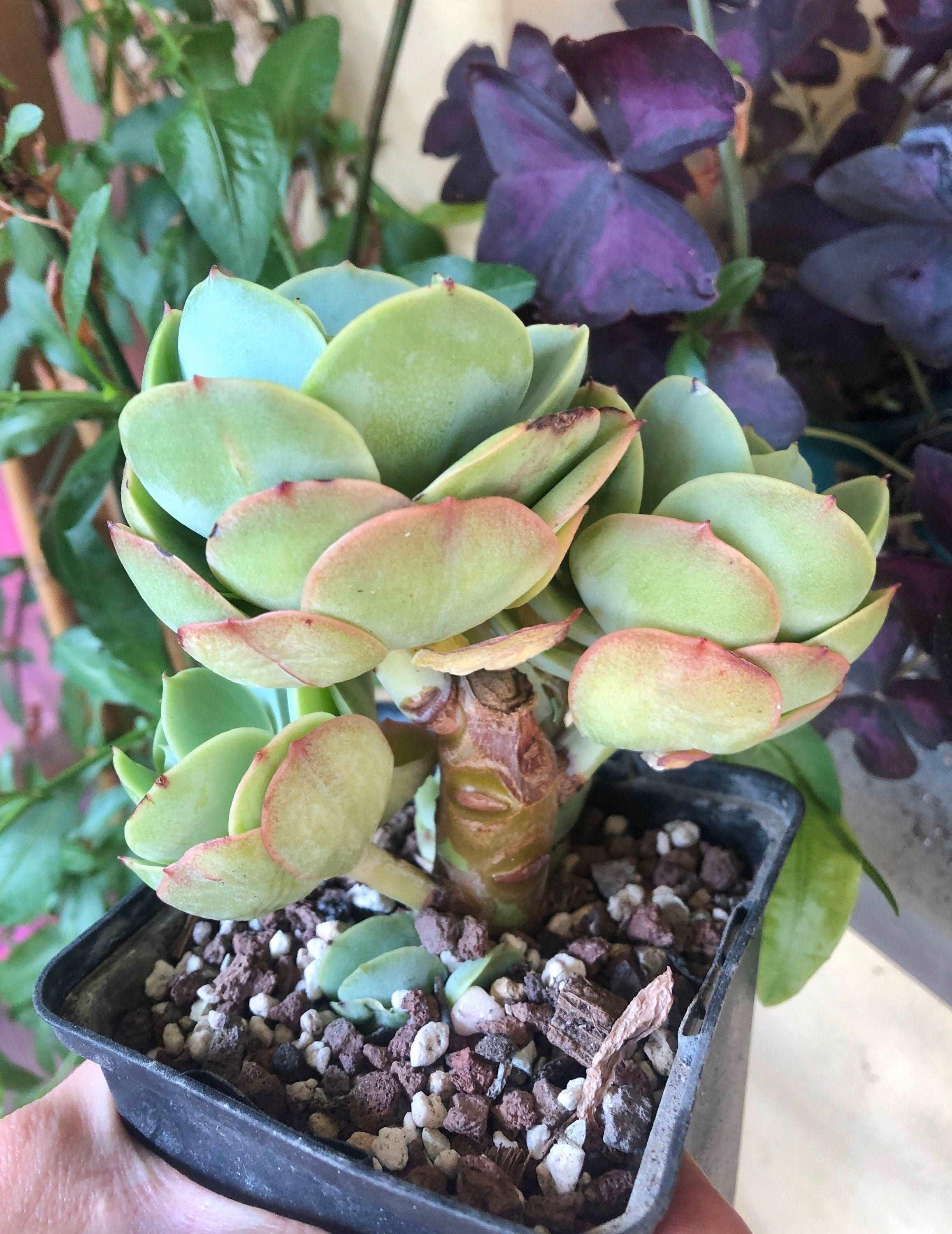 Echeveria Peach Pride - Image 3