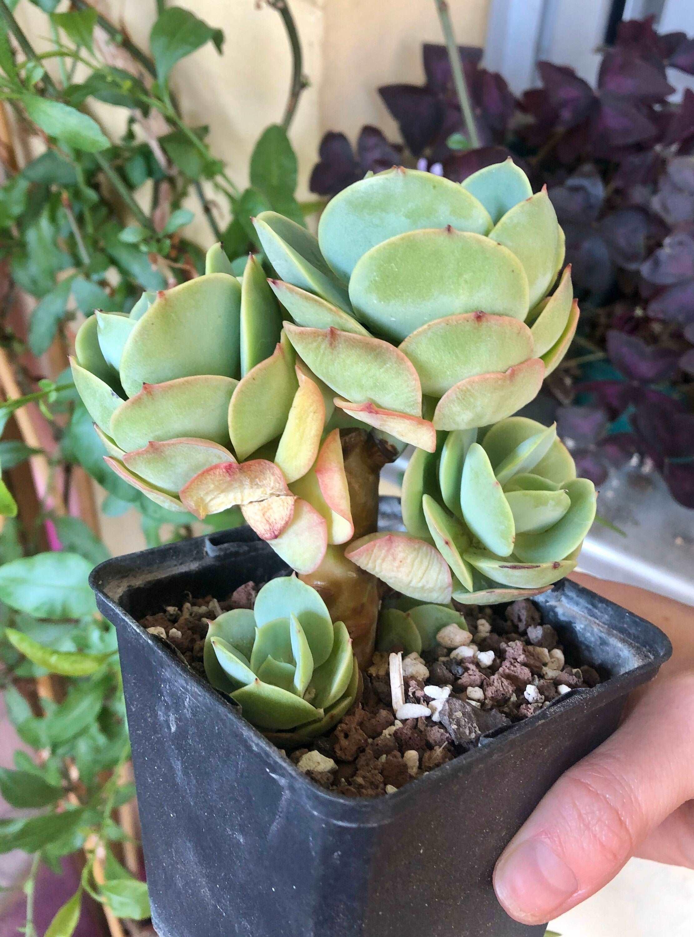 Echeveria Peach Pride - Image 4
