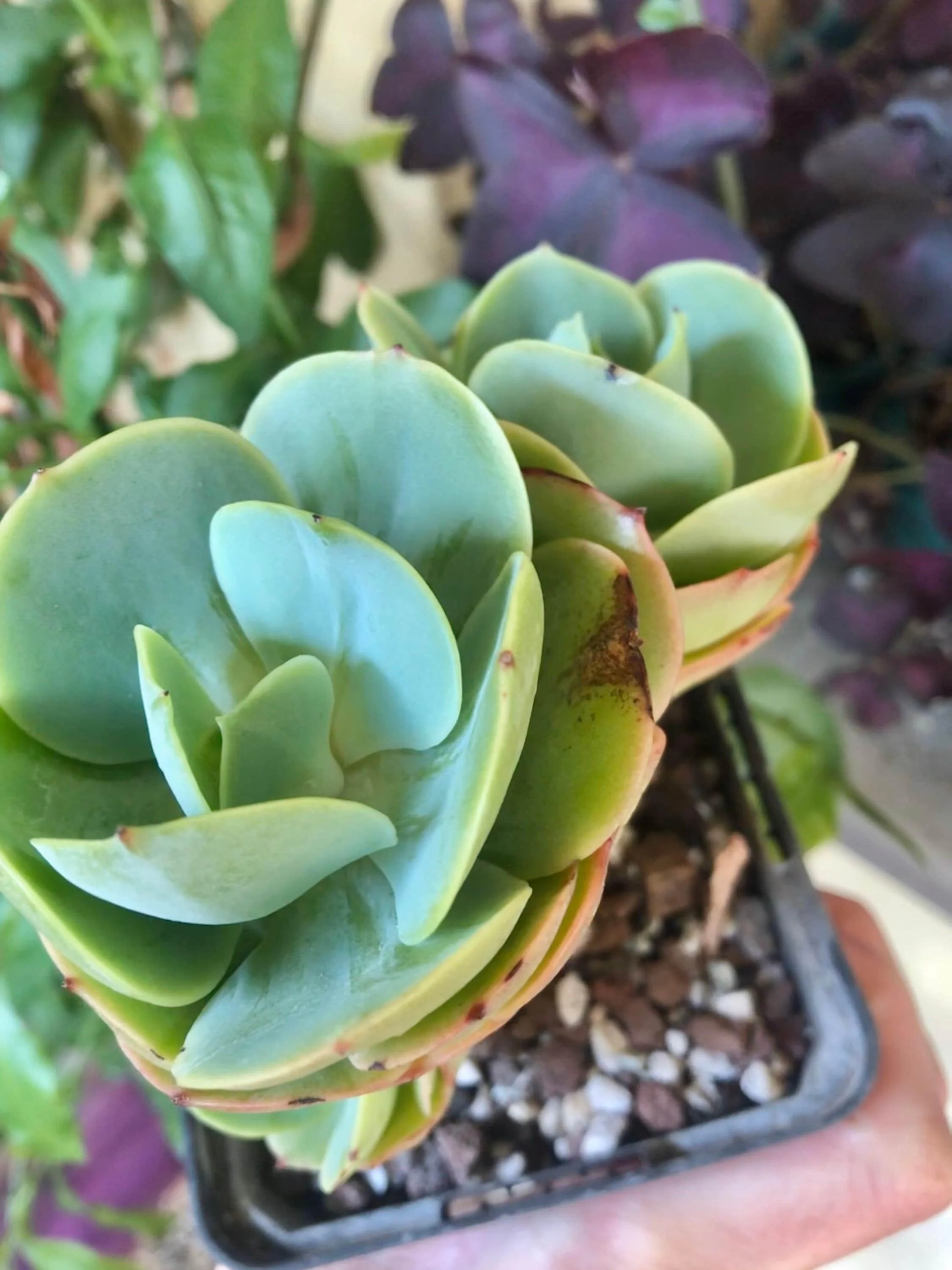 Echeveria Peach Pride - Image 5