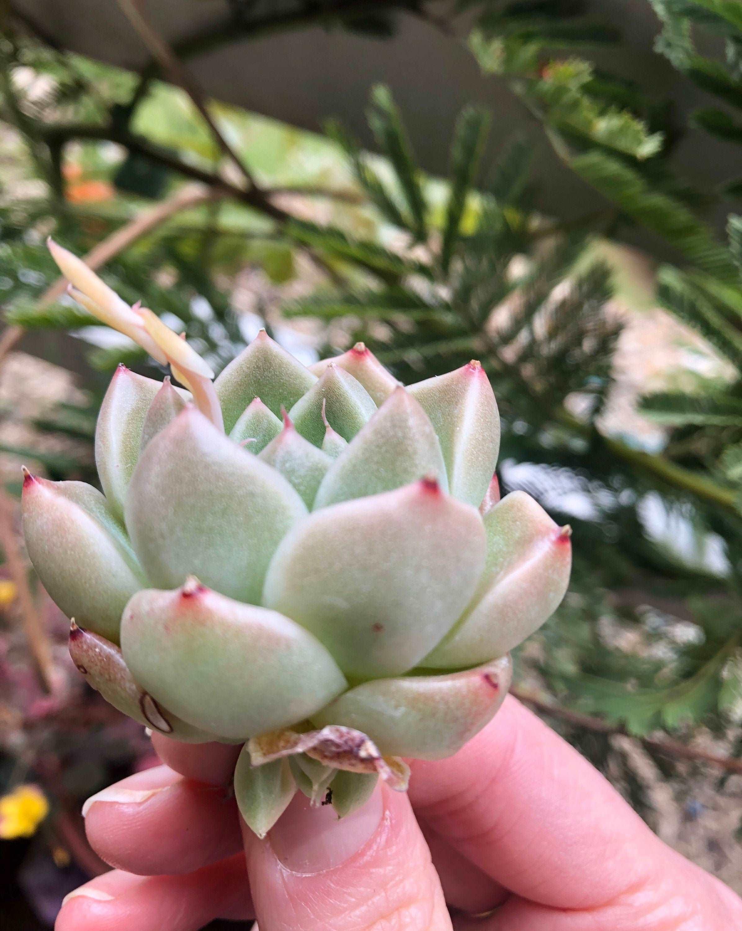 Echeveria Phantasm - Image 3