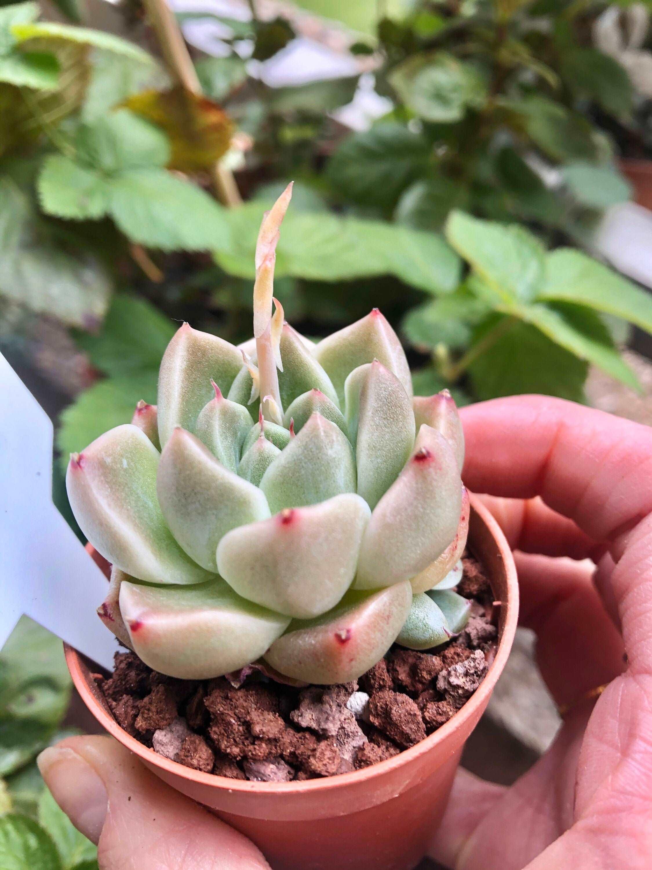 Echeveria Phantasm - Image 4
