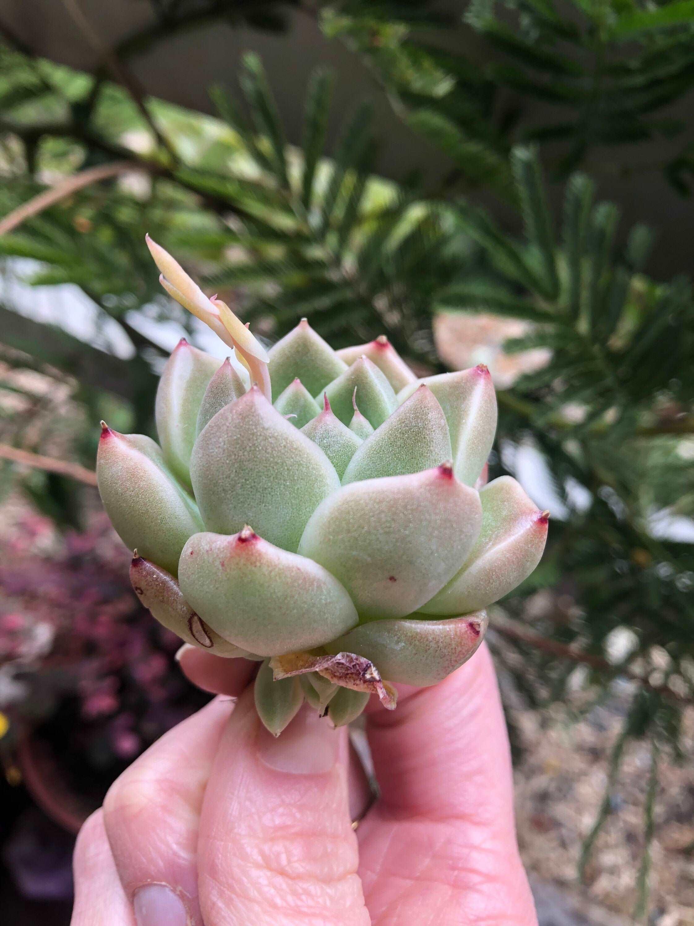Echeveria Phantasm - Image 5
