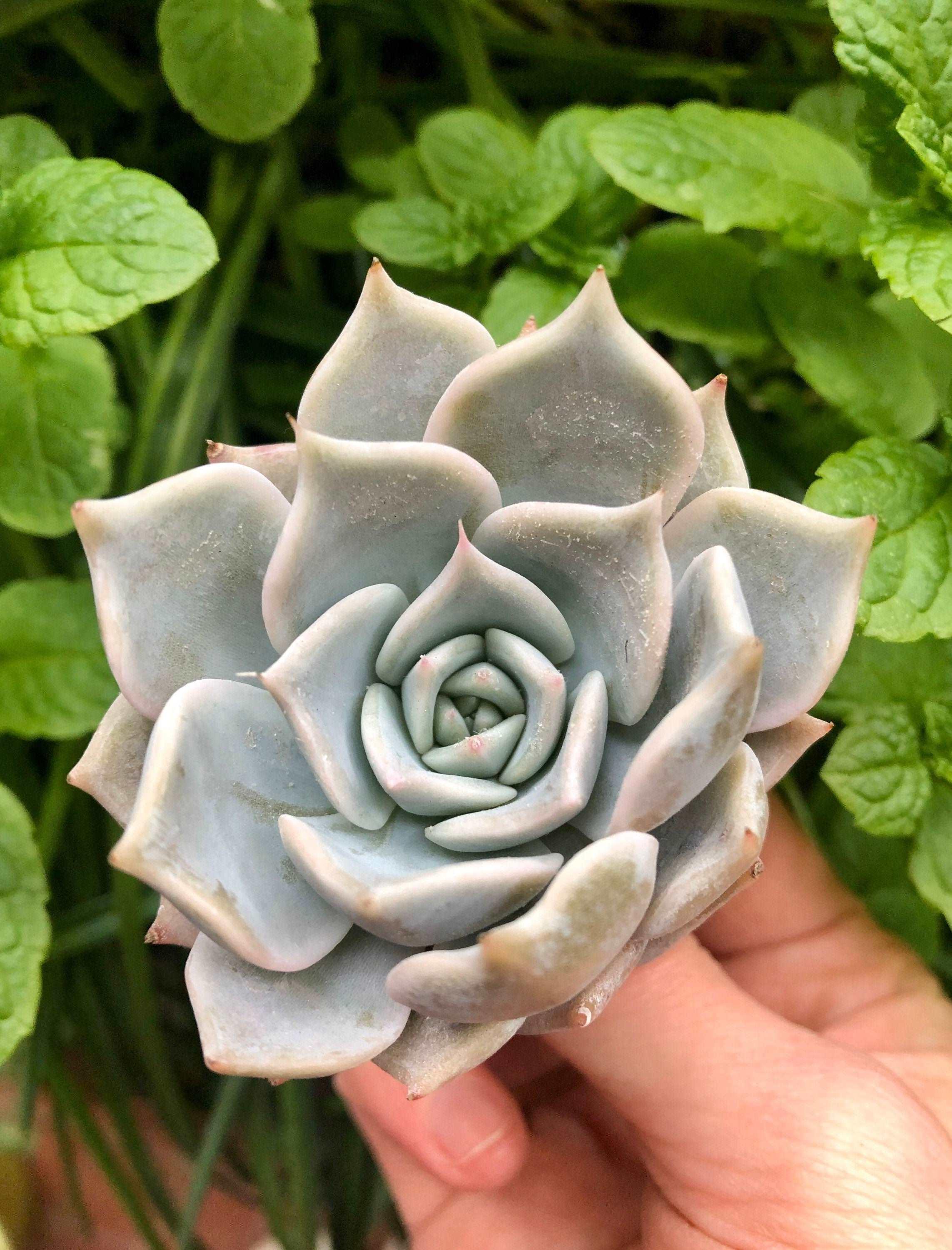 Echeveria Pink Rose - Image 3
