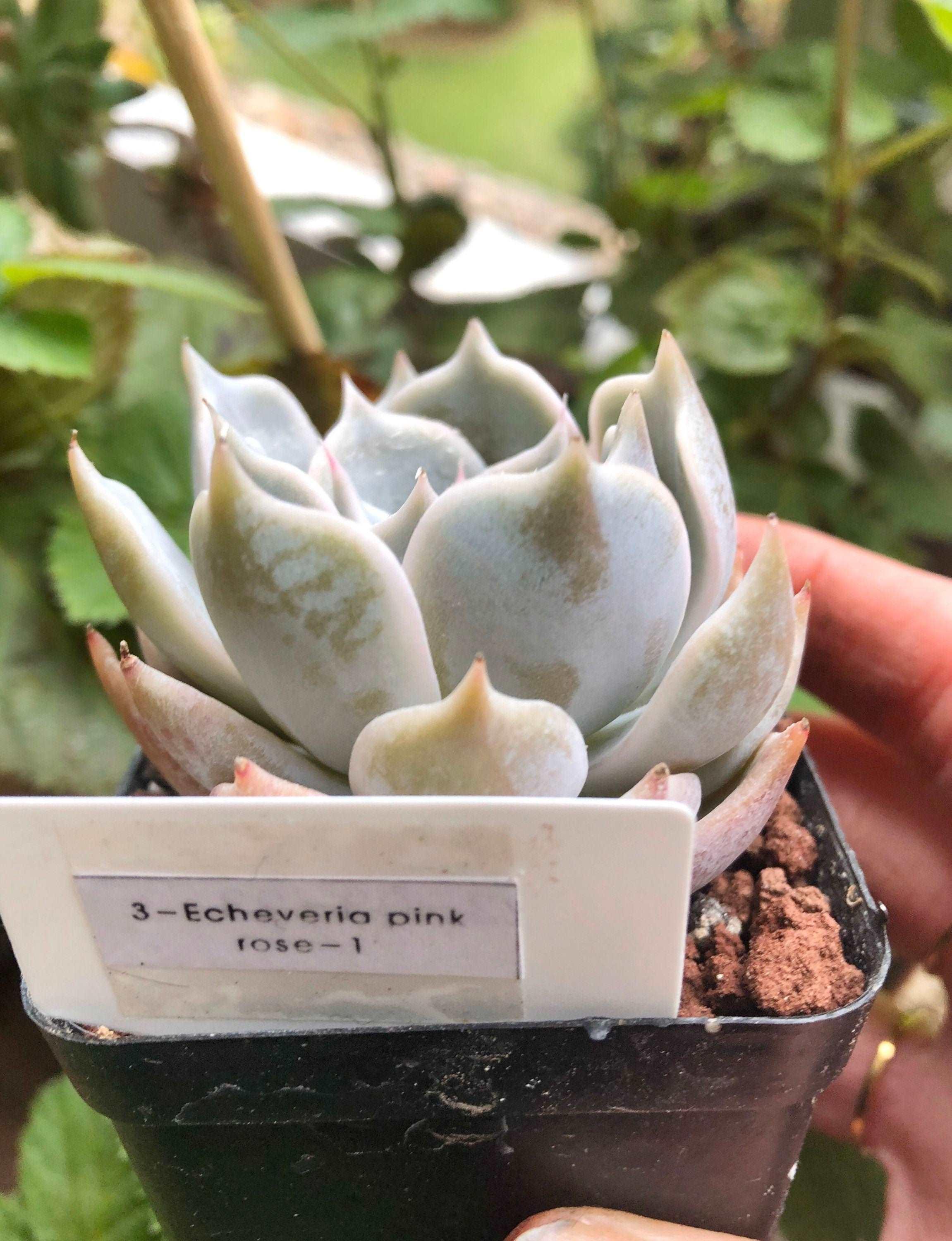 Echeveria Pink Rose - Image 4
