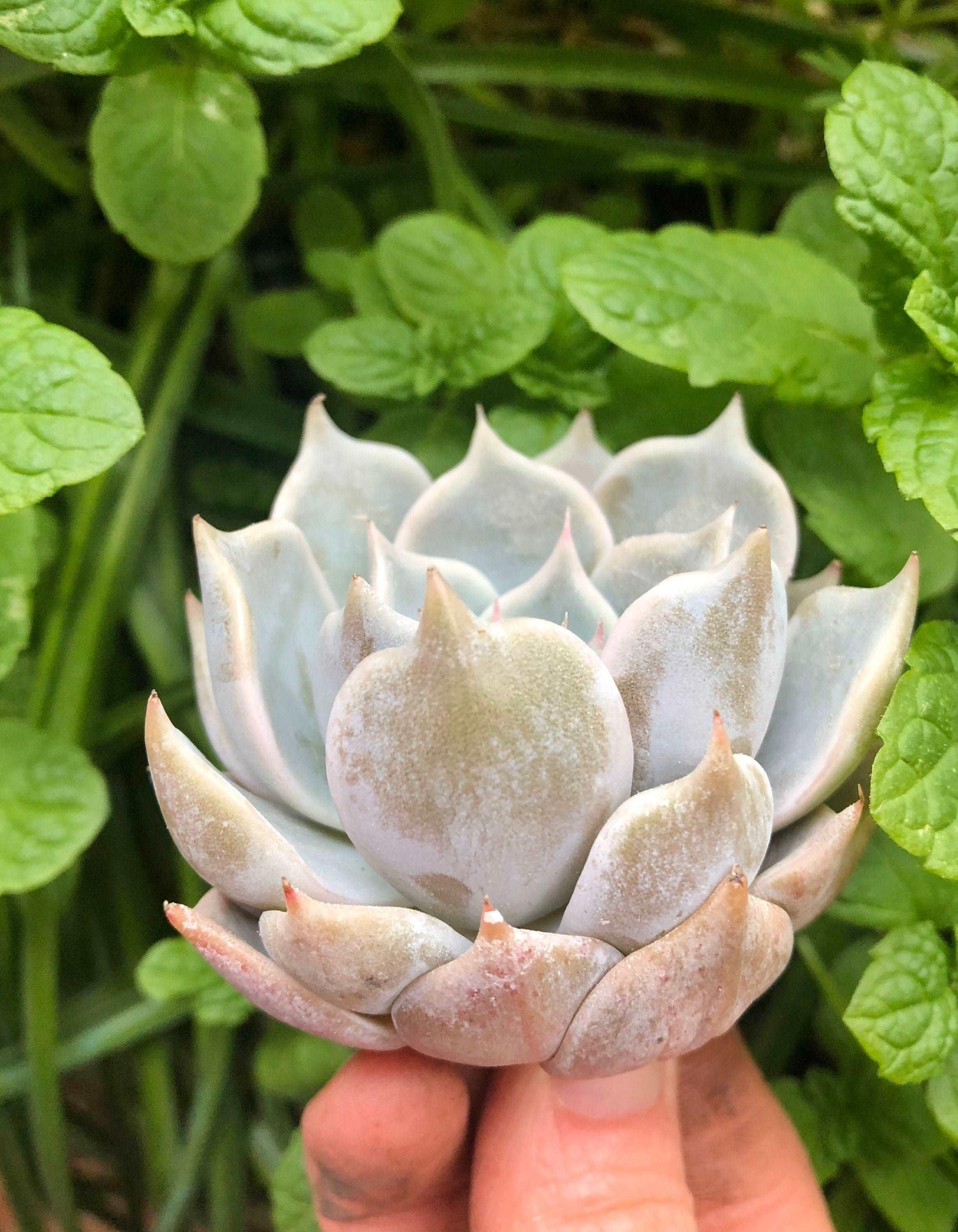 Echeveria Pink Rose - Image 5