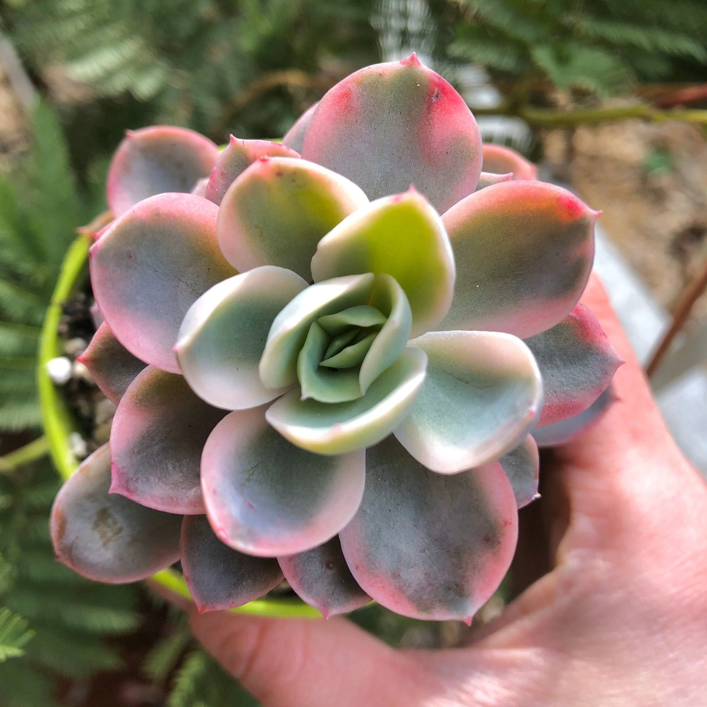 Echeveria Pink Vera Variegata