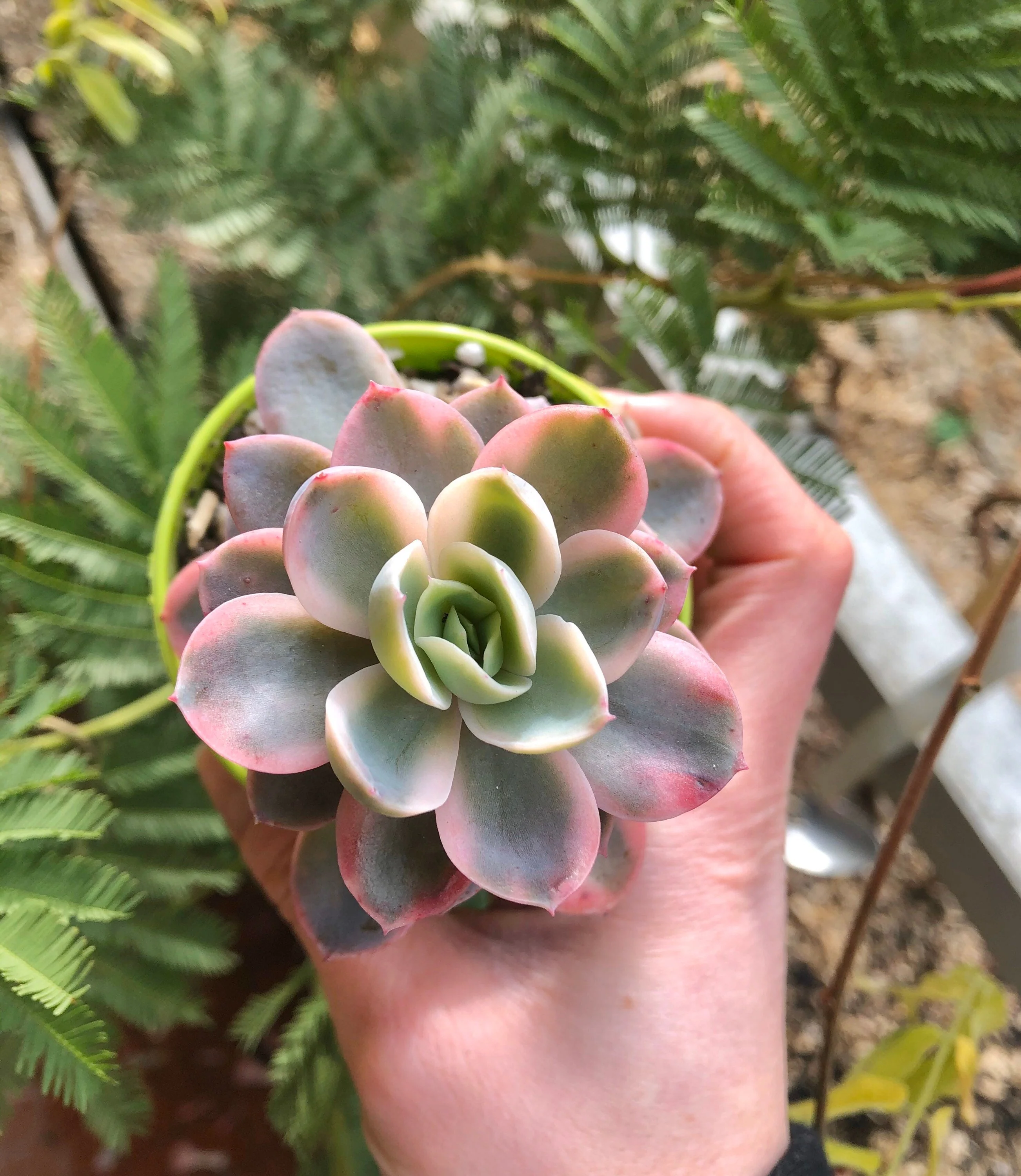 Echeveria Pink Vera Variegata - Image 2