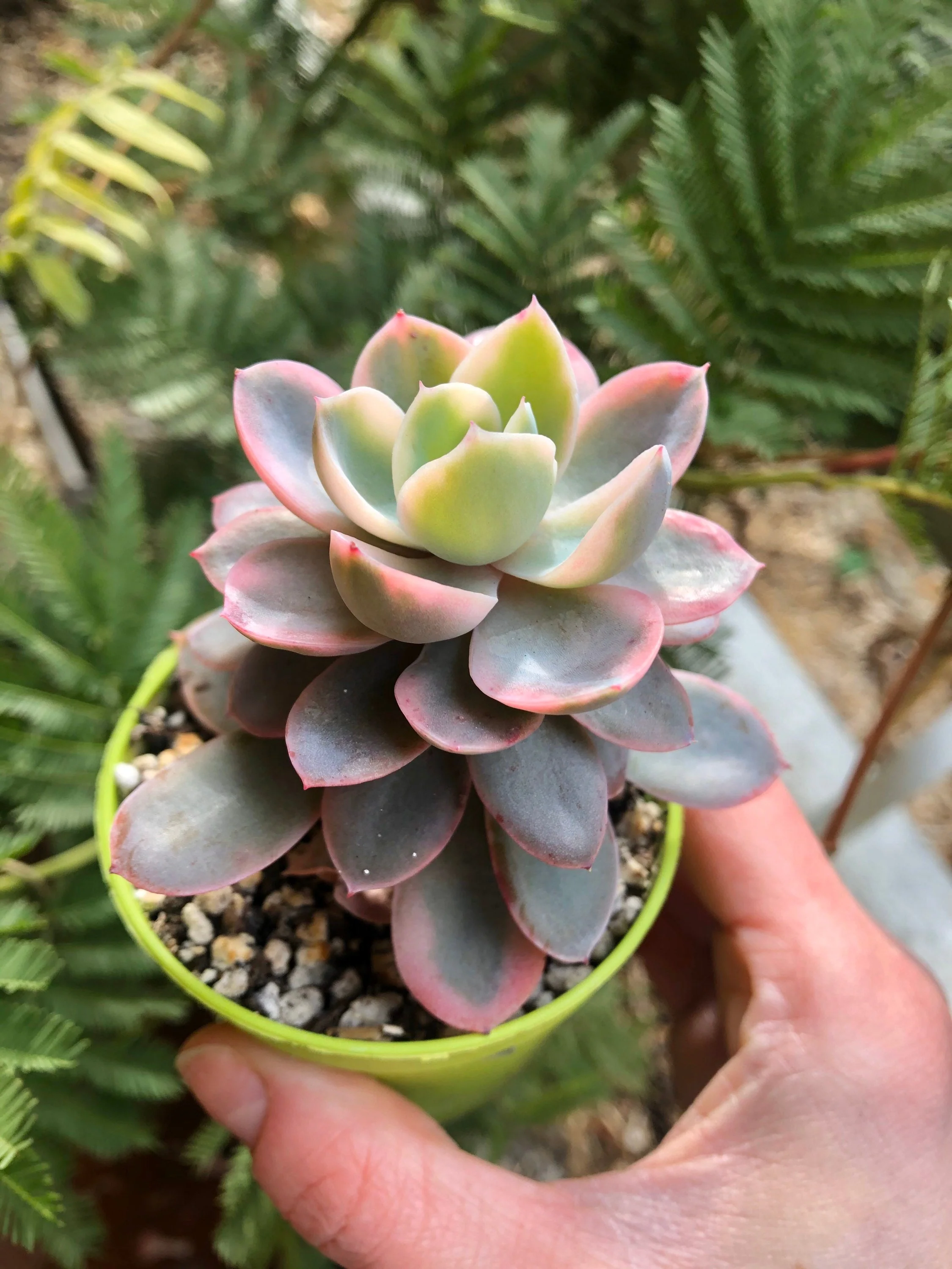 Echeveria Pink Vera Variegata - Image 3