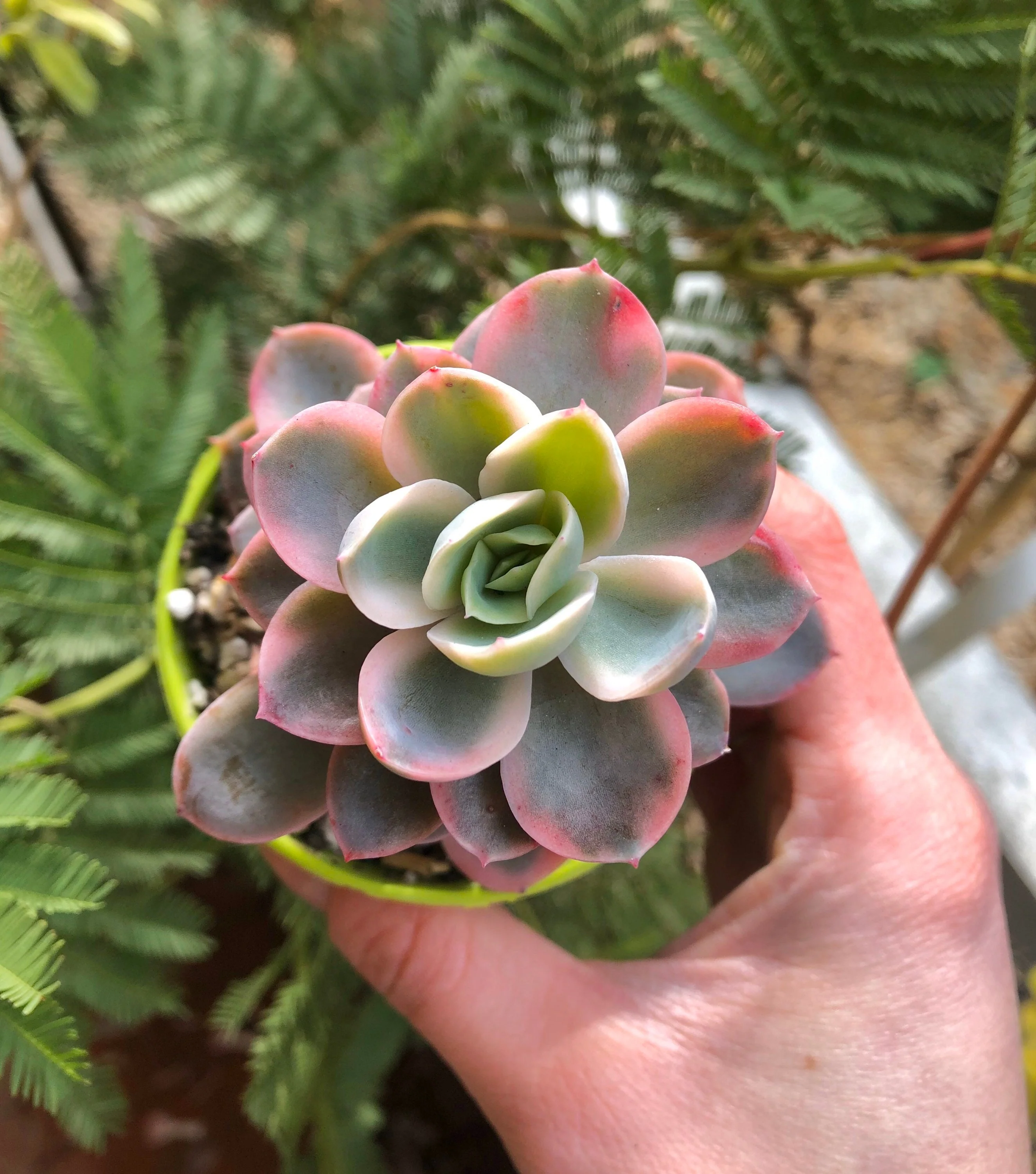 Echeveria Pink Vera Variegata - Image 4
