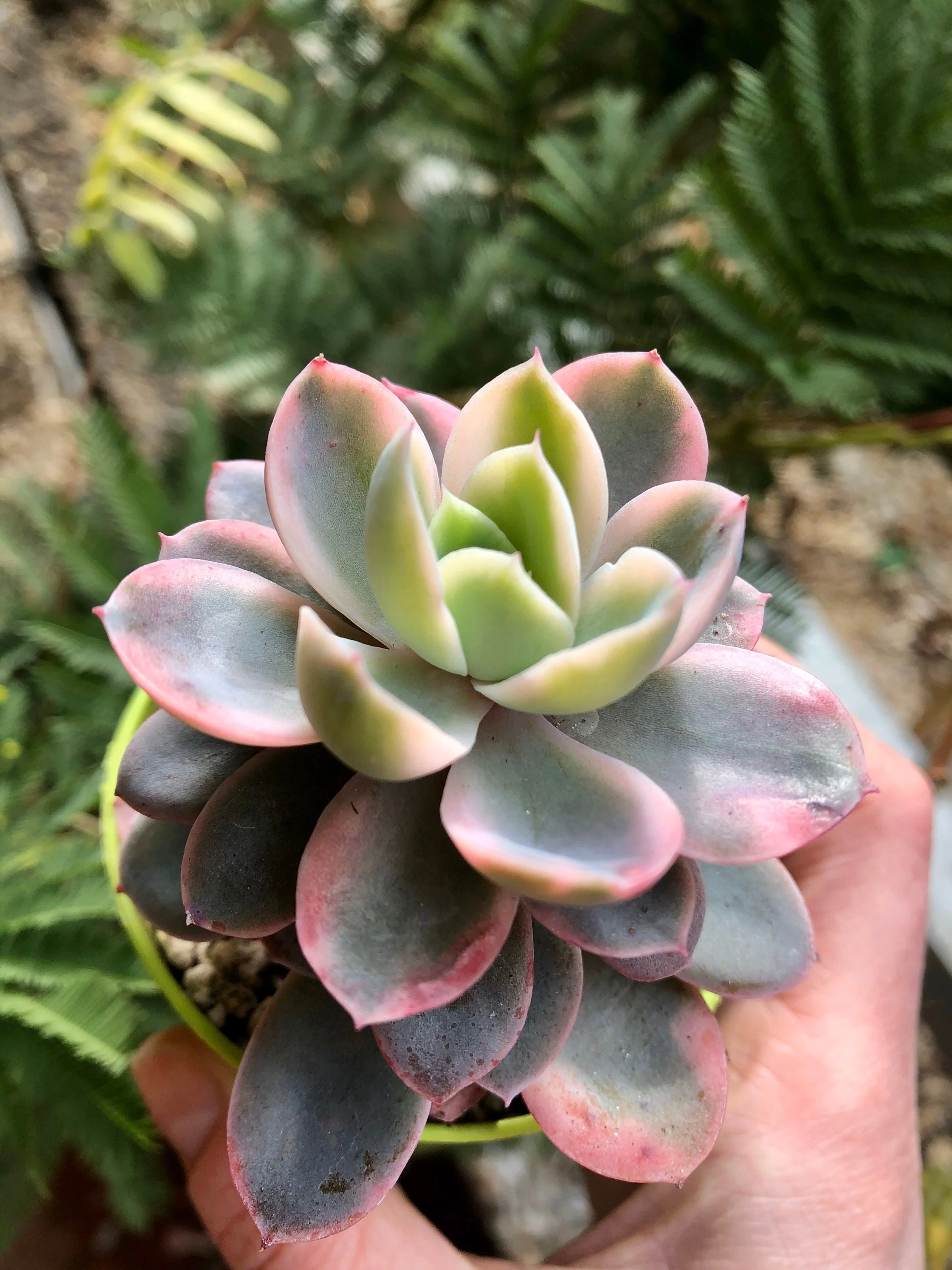 Echeveria Pink Vera Variegata - Image 5
