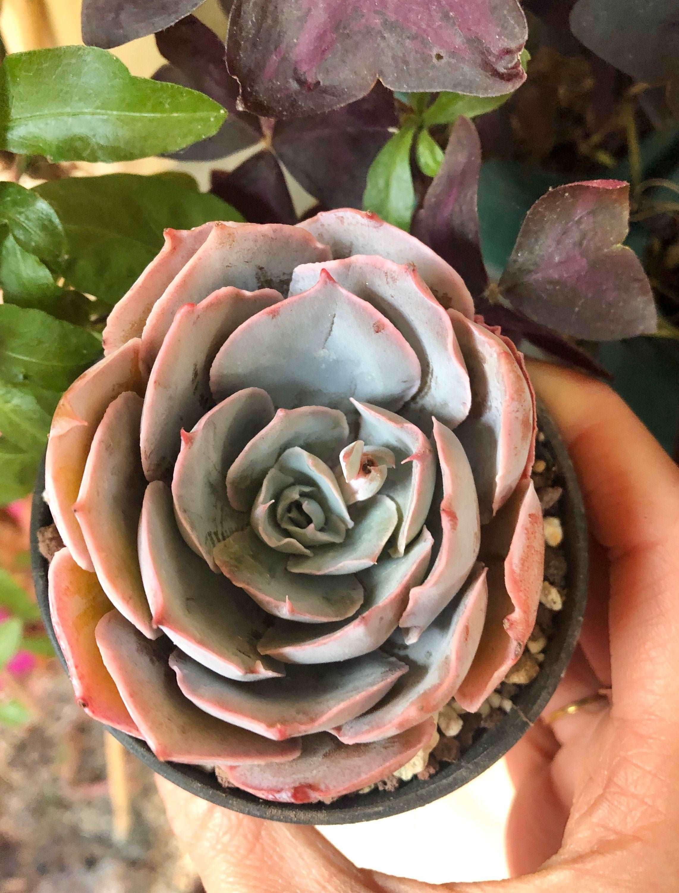 Echeveria Pinky - Image 3