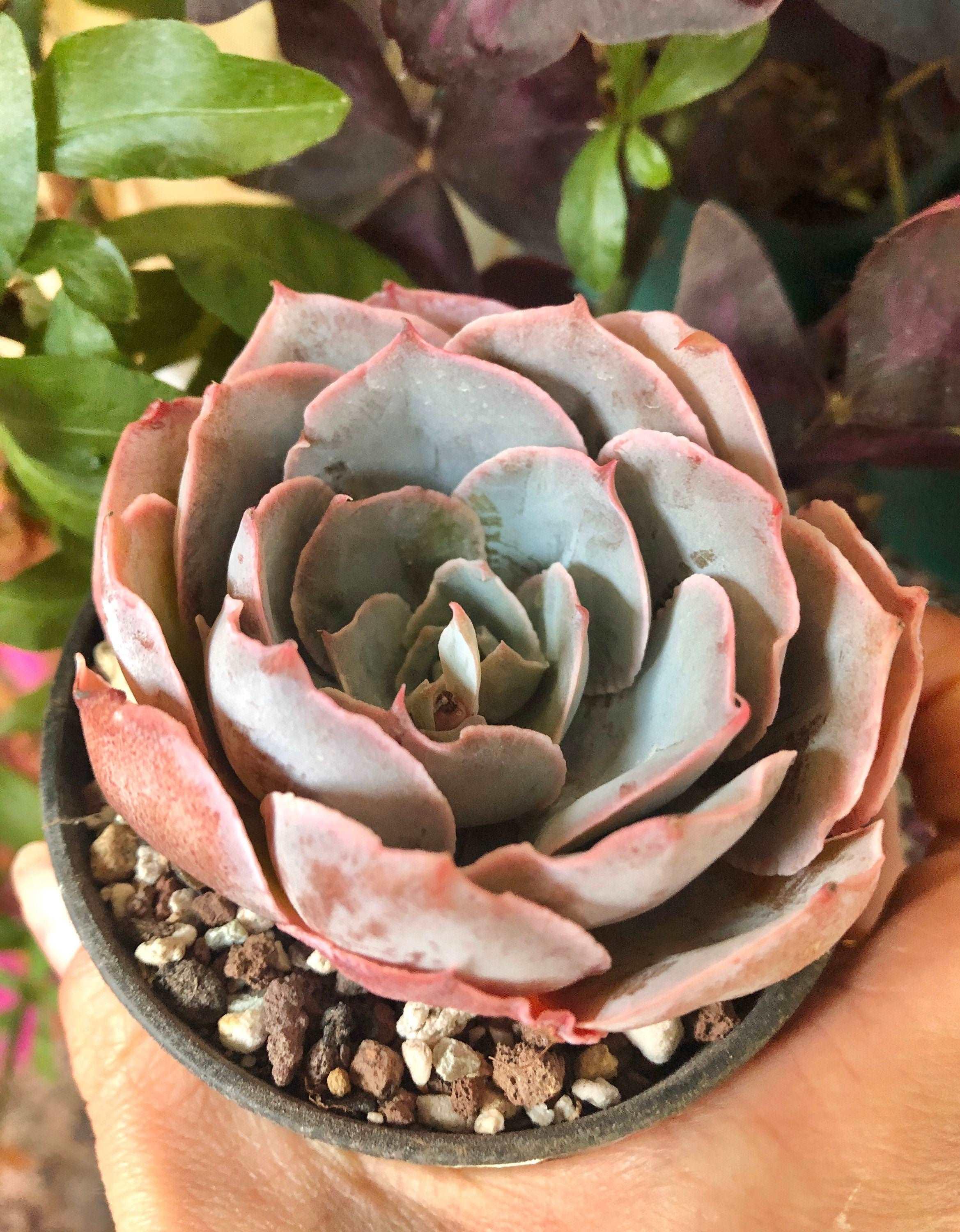 Echeveria Pinky - Image 4