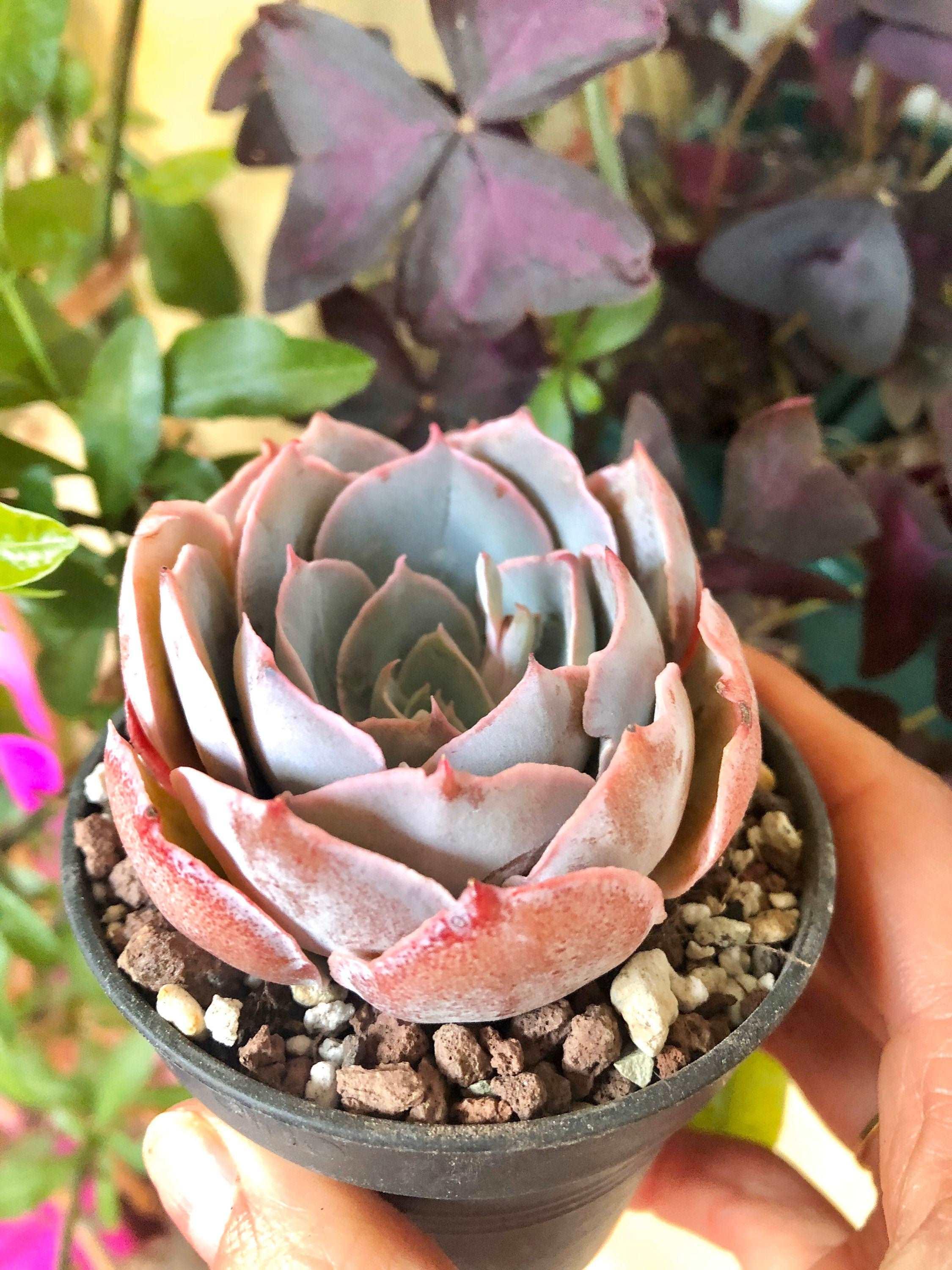 Echeveria Pinky - Image 5
