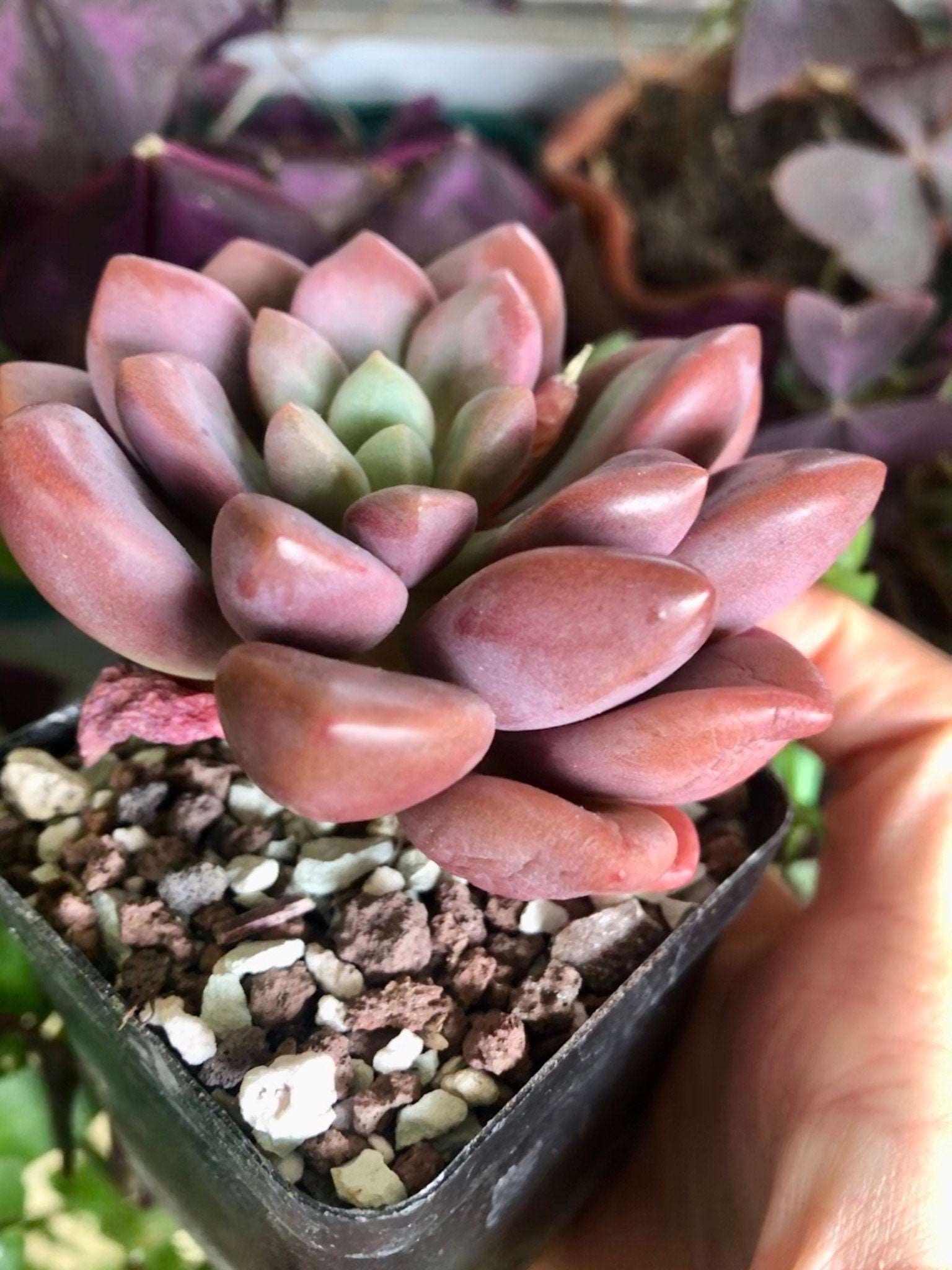 Echeveria Polari Heart - Image 2