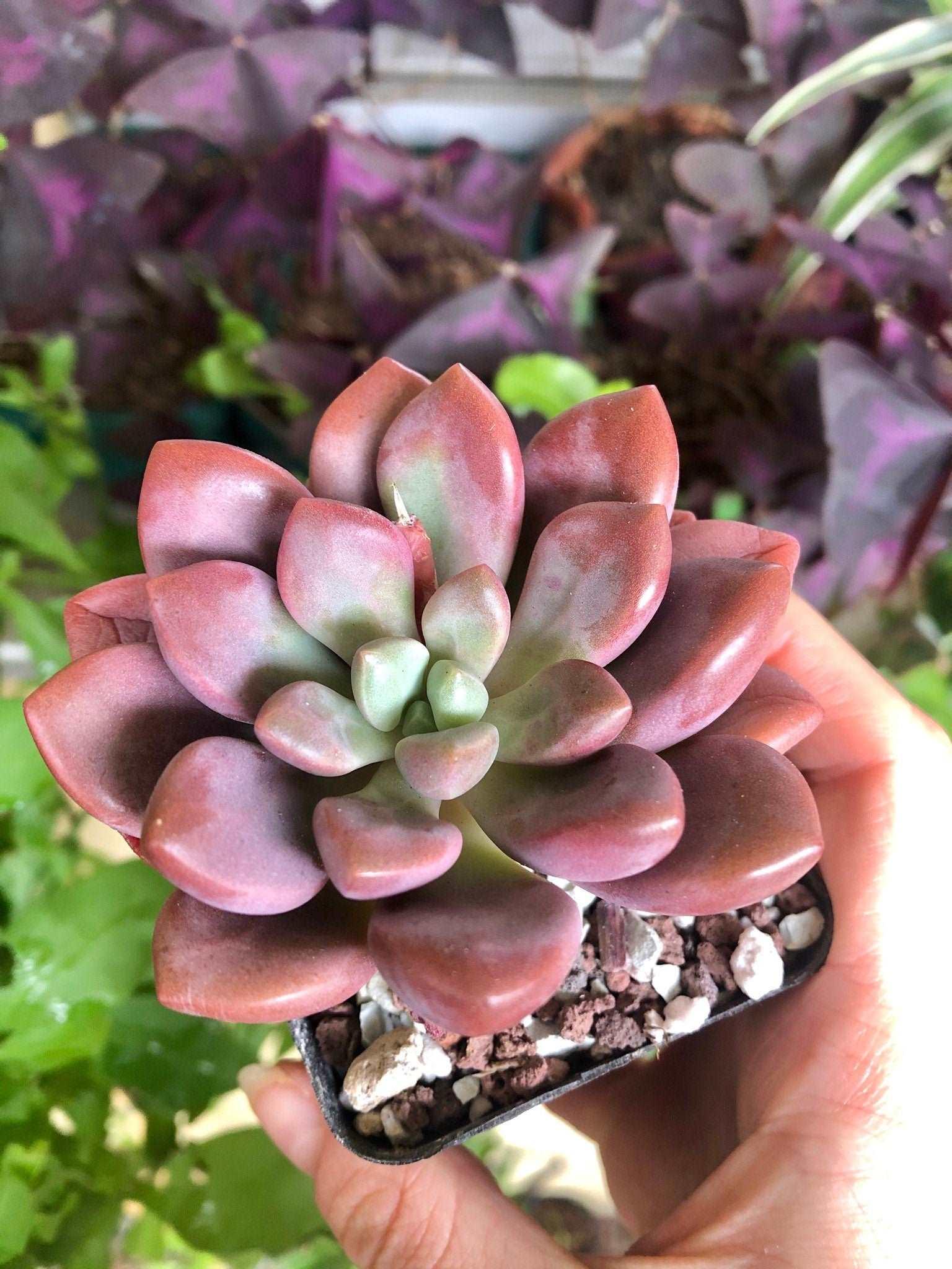 Echeveria Polari Heart - Image 3