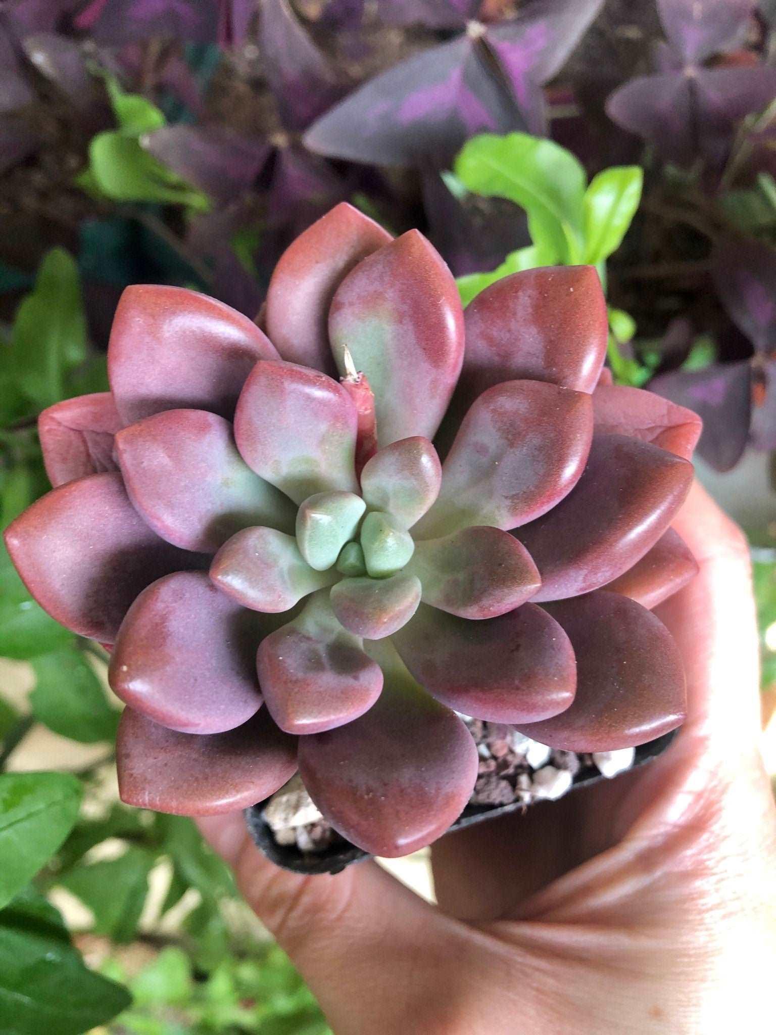 Echeveria Polari Heart - Image 4