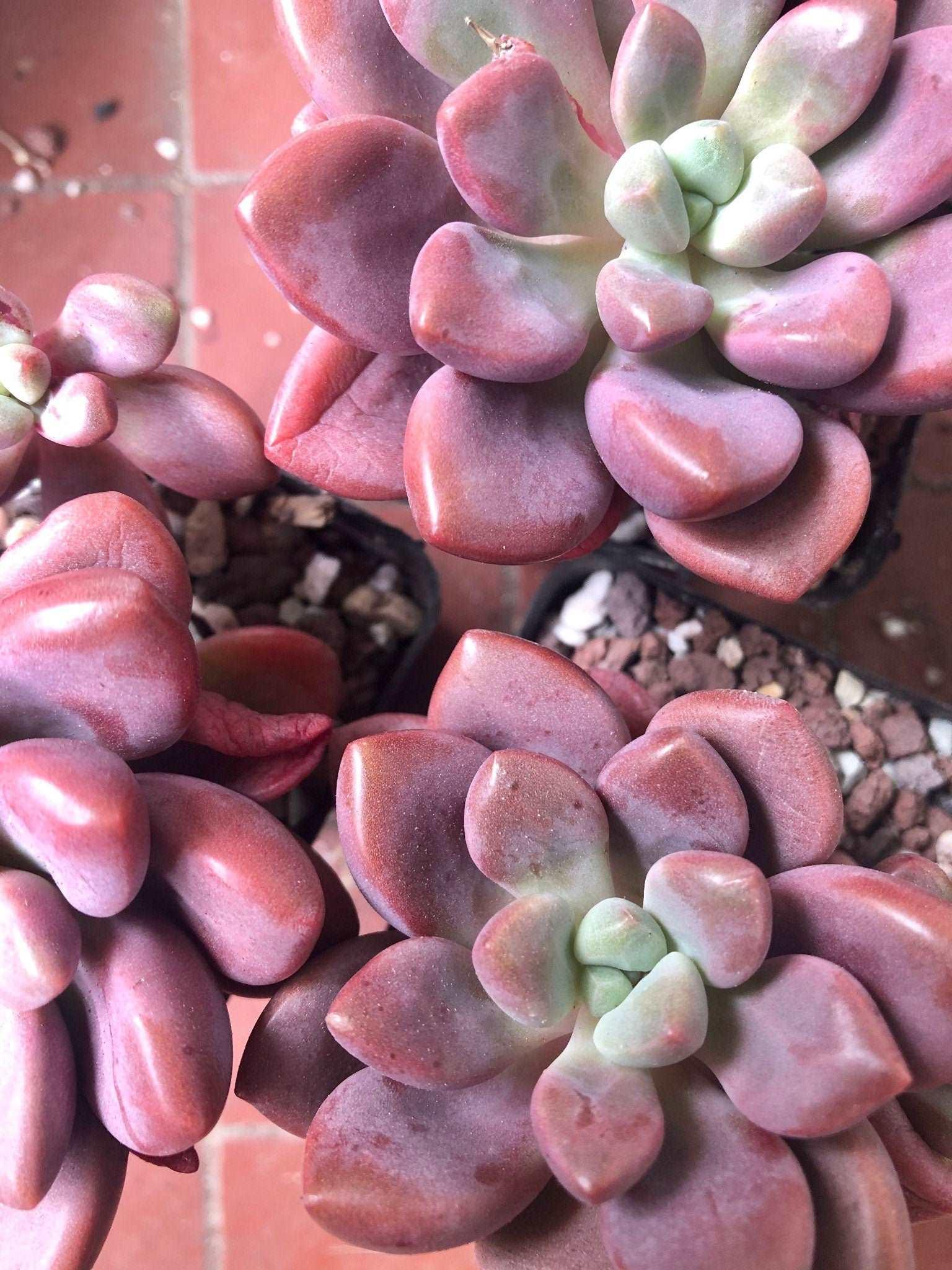 Echeveria Polari Heart - Image 5