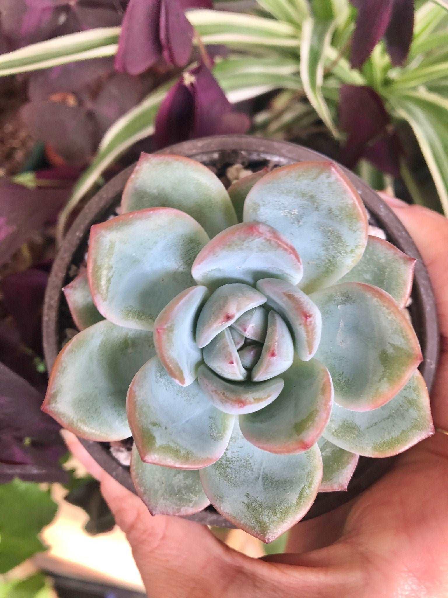Echeveria Prada - Image 2