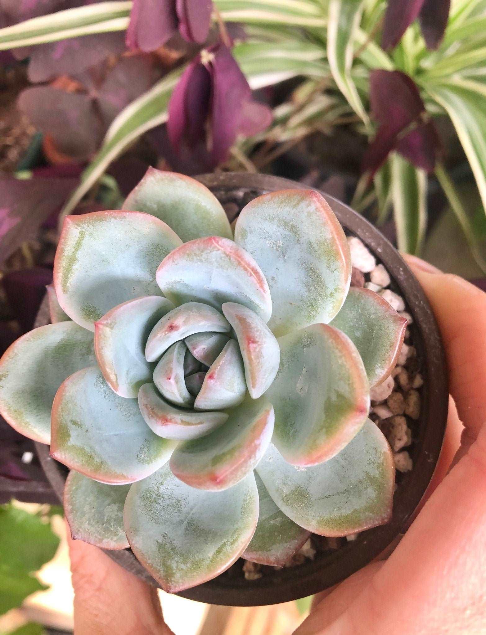 Echeveria Prada - Image 3