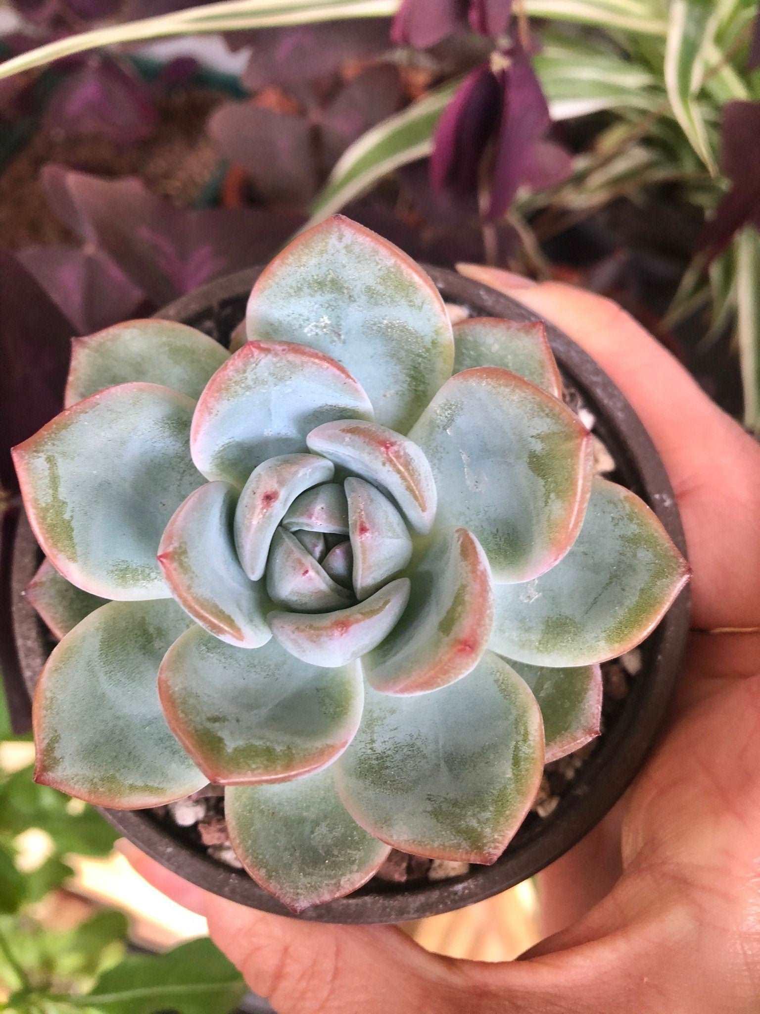 Echeveria Prada - Image 4