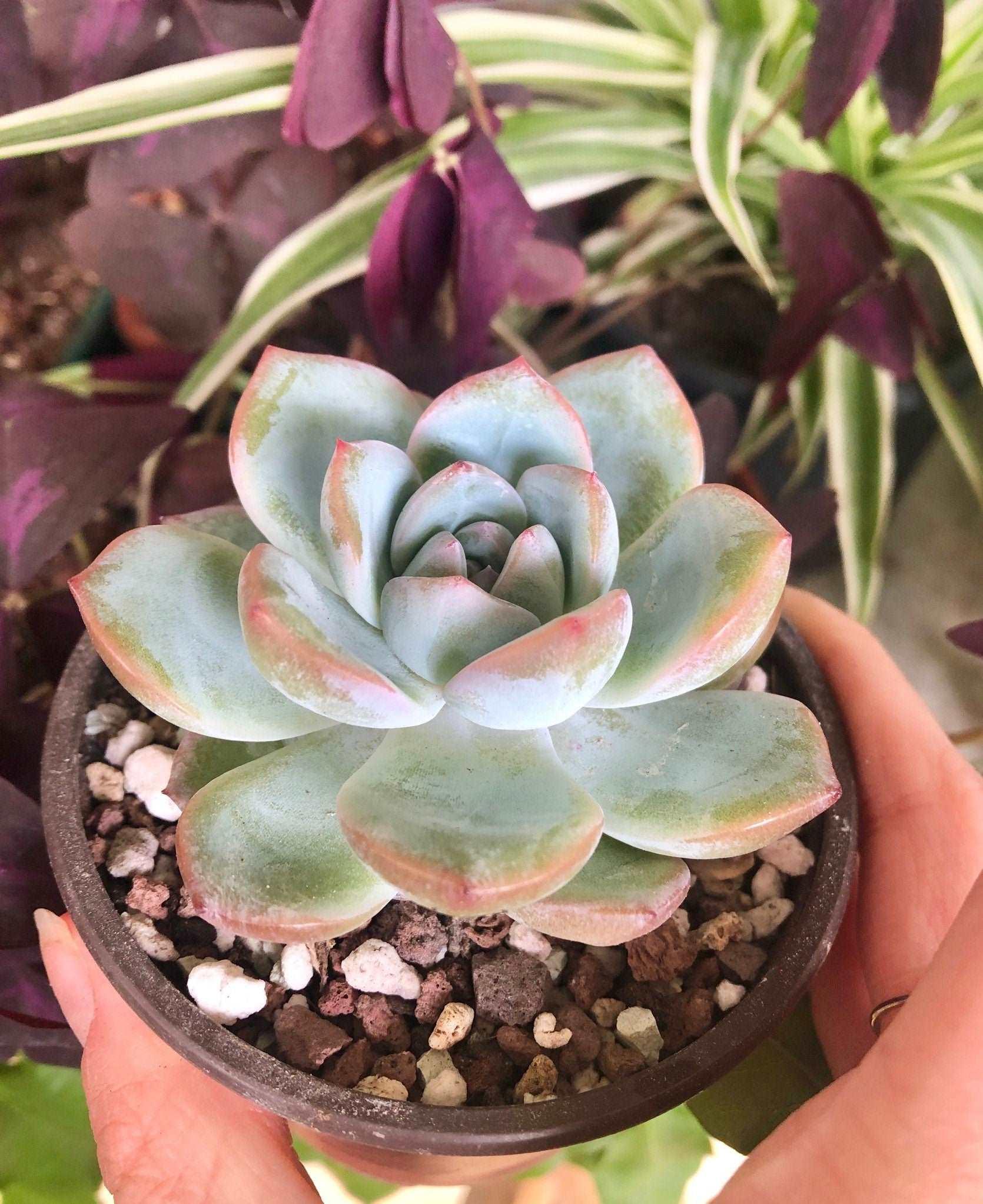 Echeveria Prada - Image 5