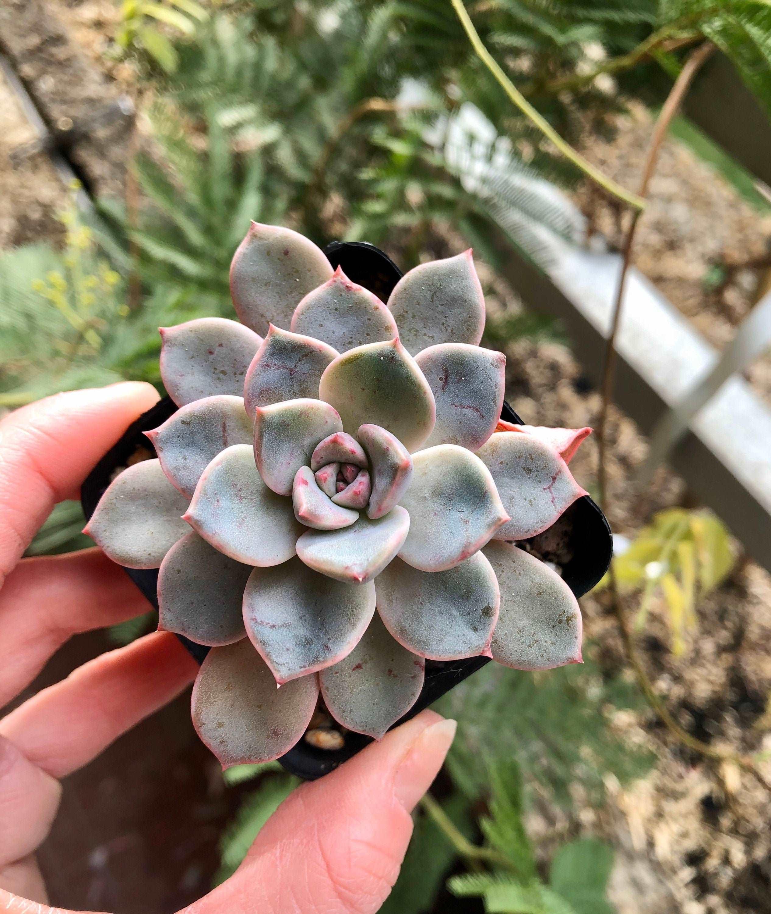 Echeveria Pretty in Pink - Image 3