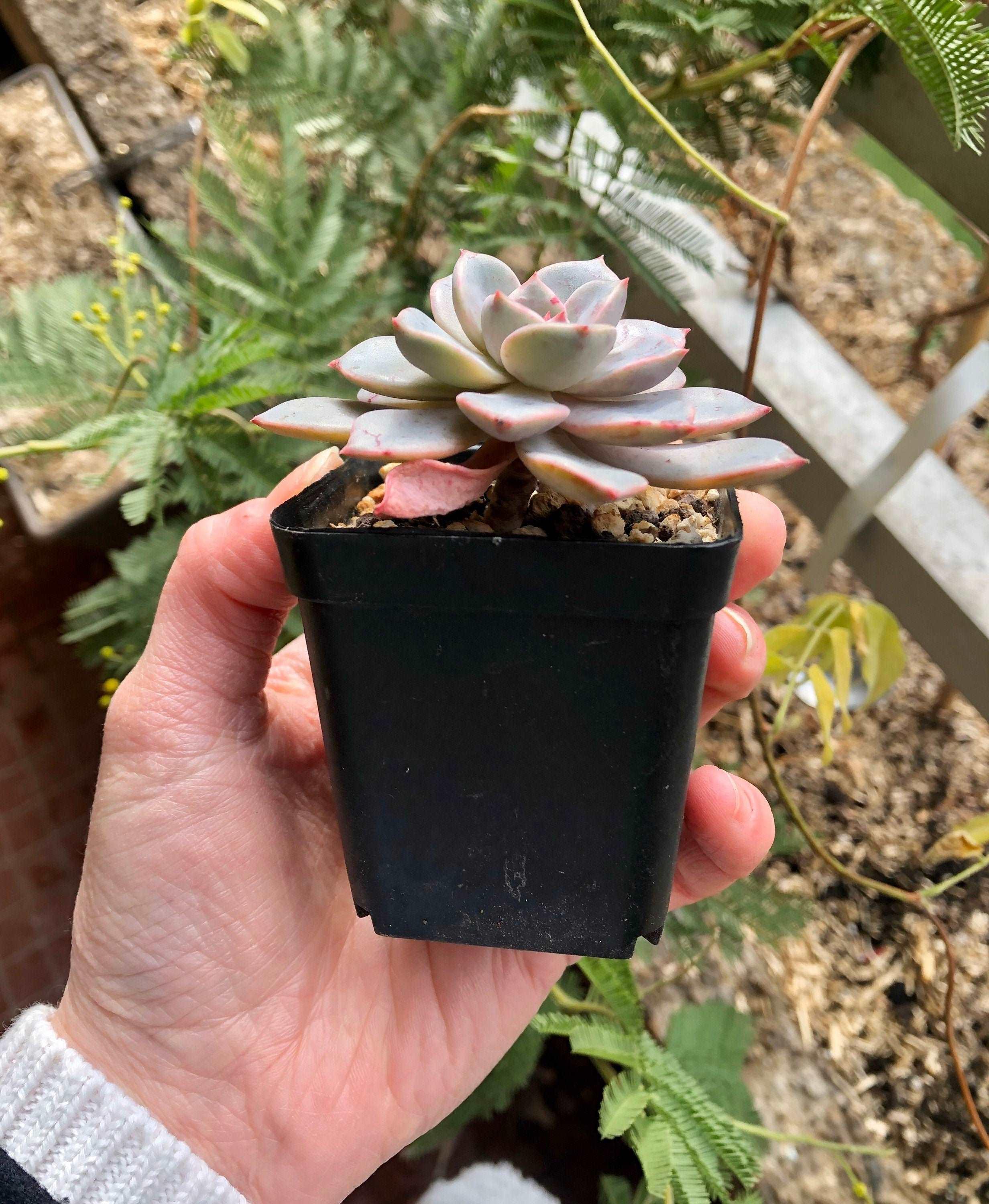 Echeveria Pretty in Pink - Image 4