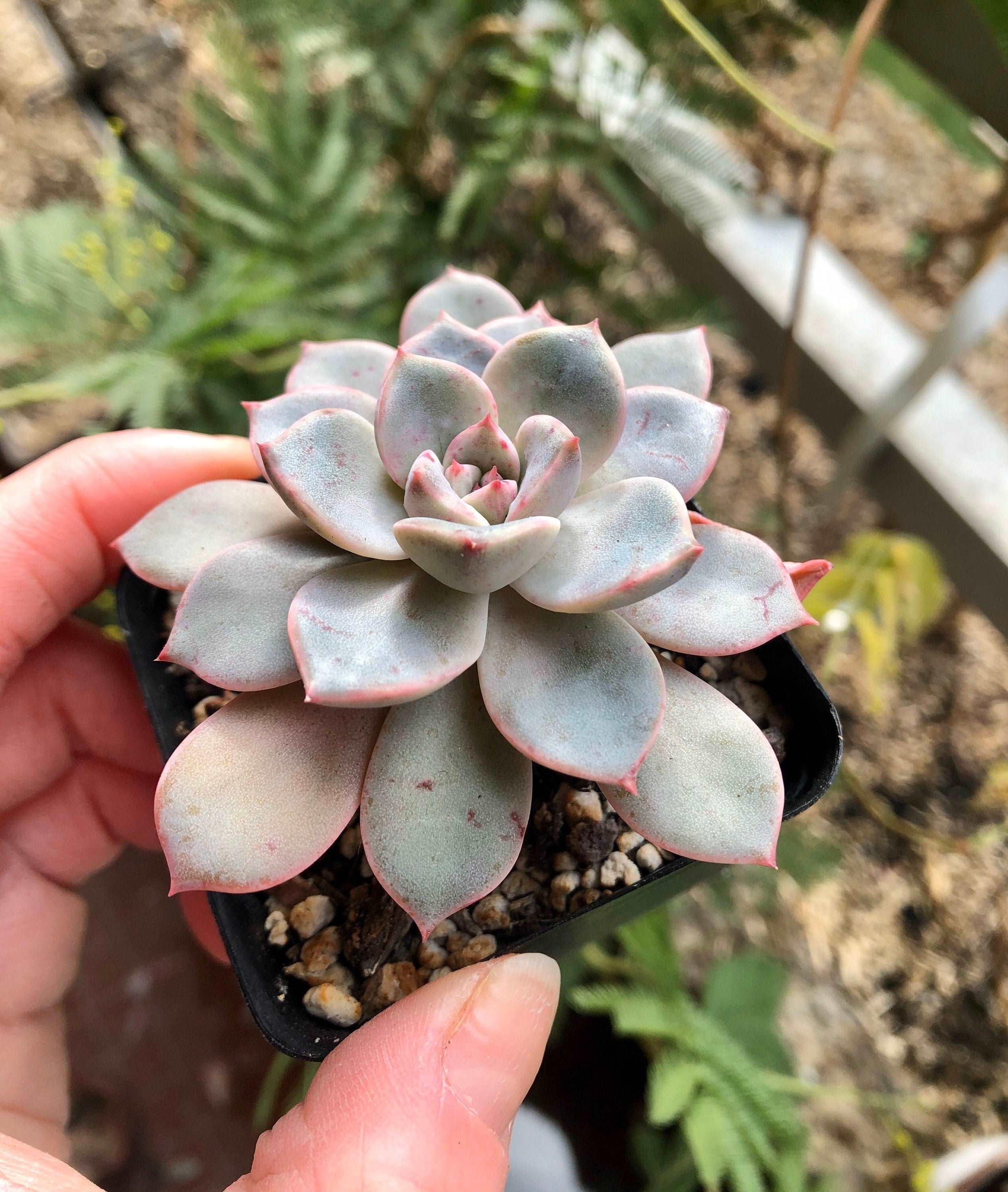 Echeveria Pretty in Pink - Image 5