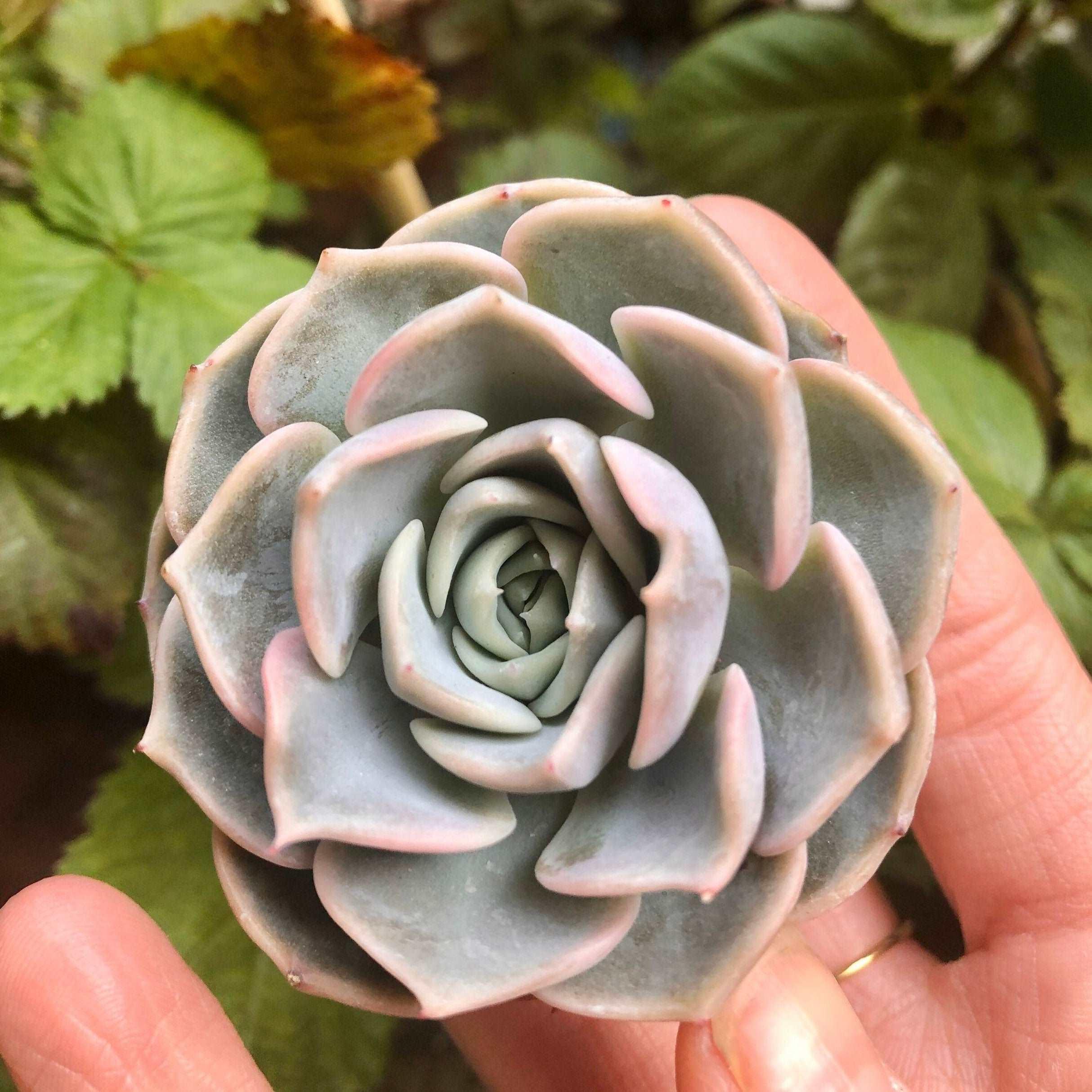 Echeveria Purple Wave