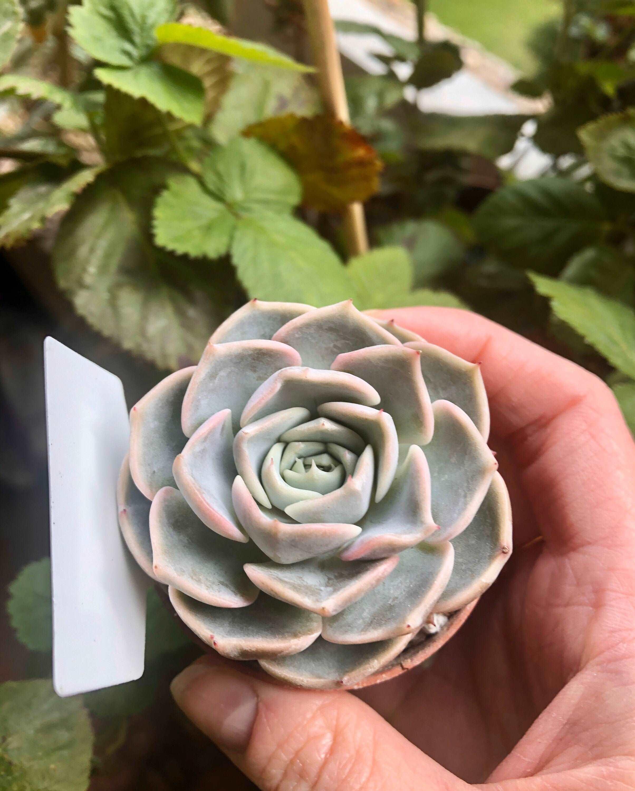 Echeveria Purple Wave - Image 2