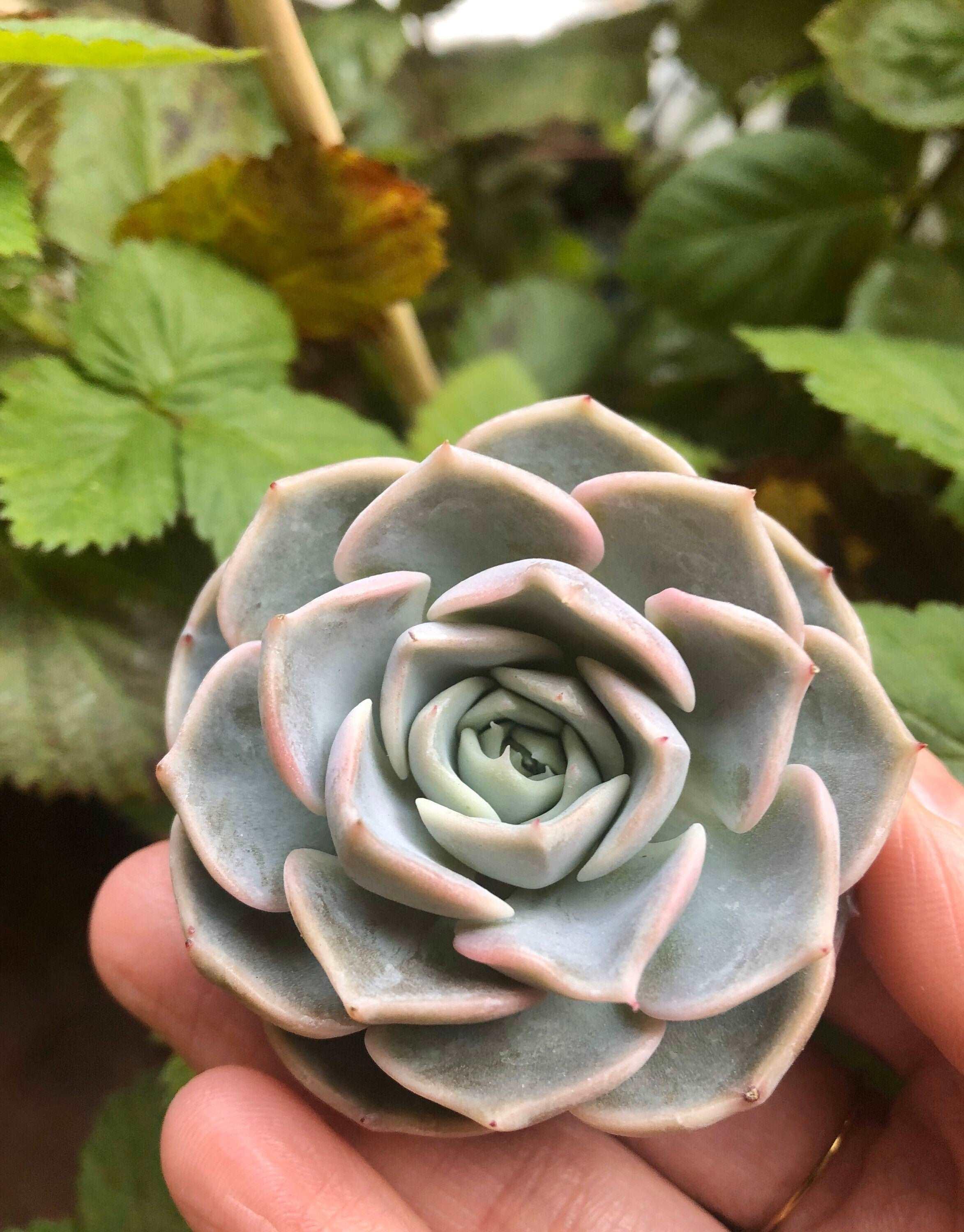 Echeveria Purple Wave - Image 3