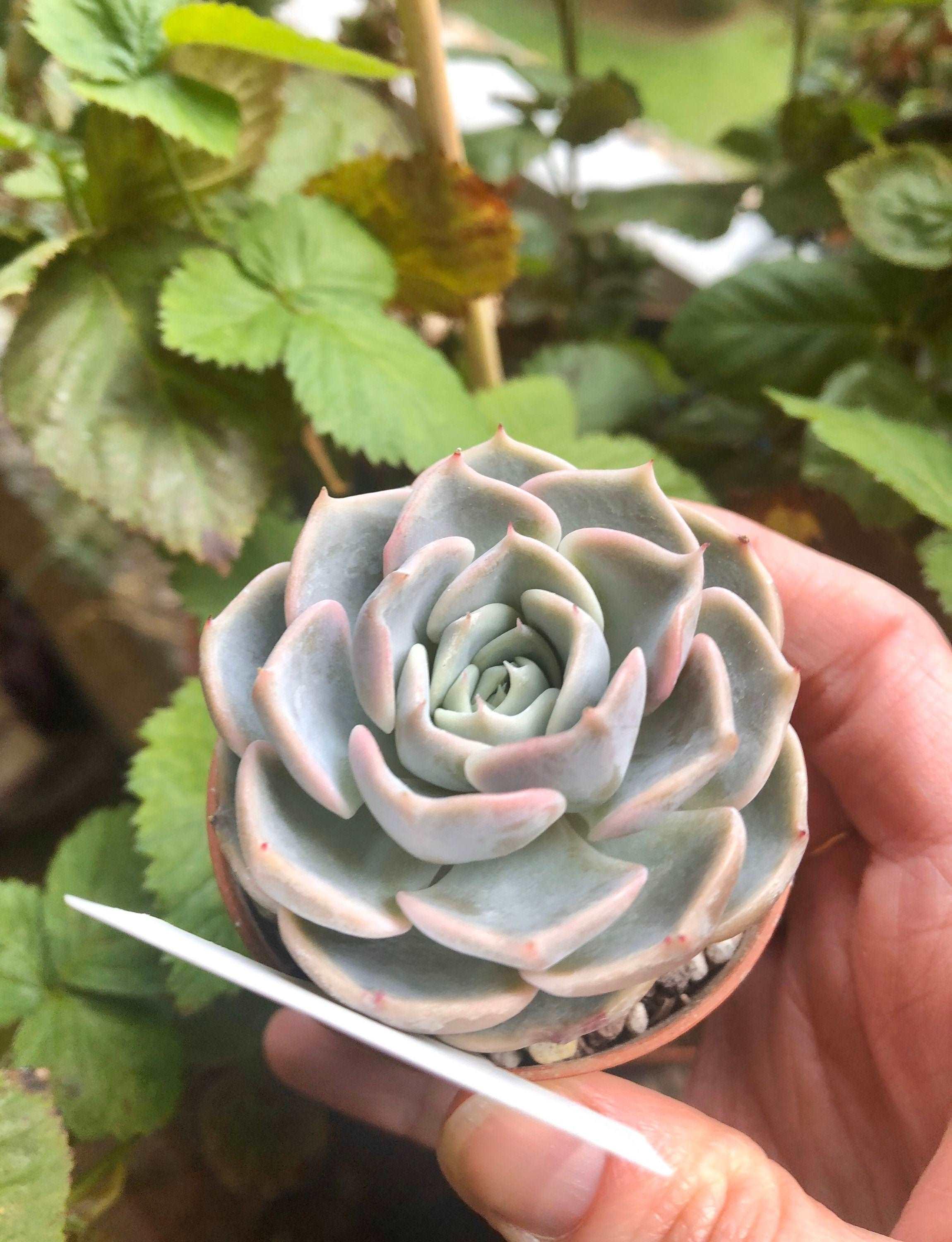 Echeveria Purple Wave - Image 4