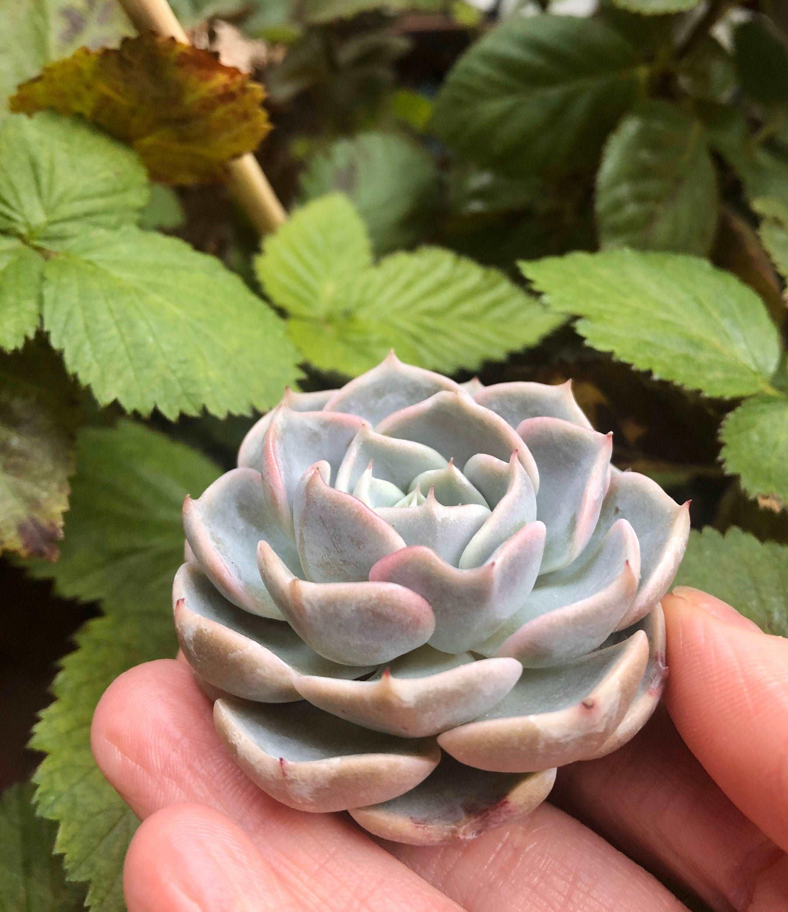 Echeveria Purple Wave - Image 5