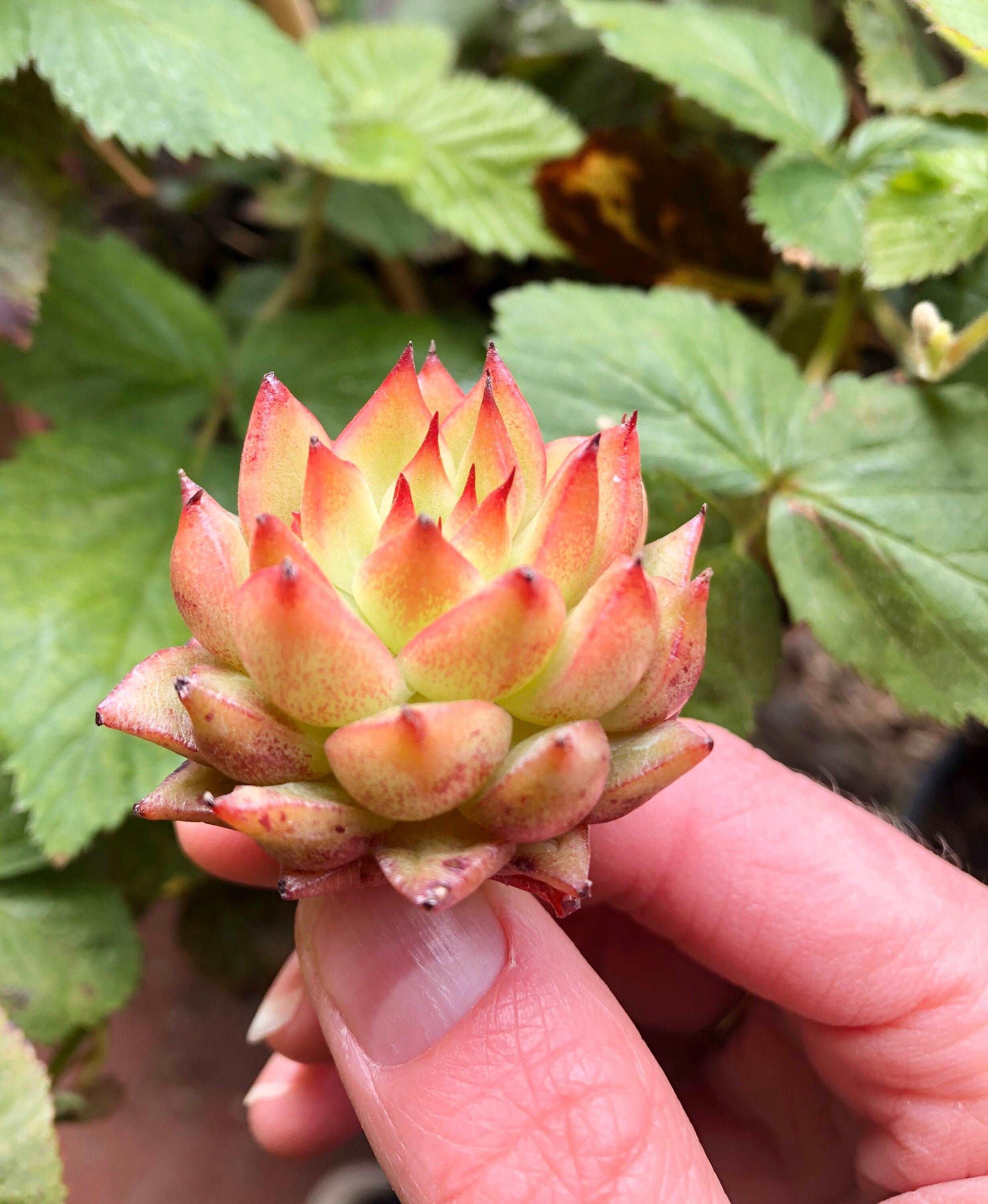 Echeveria Rain Star - Image 3