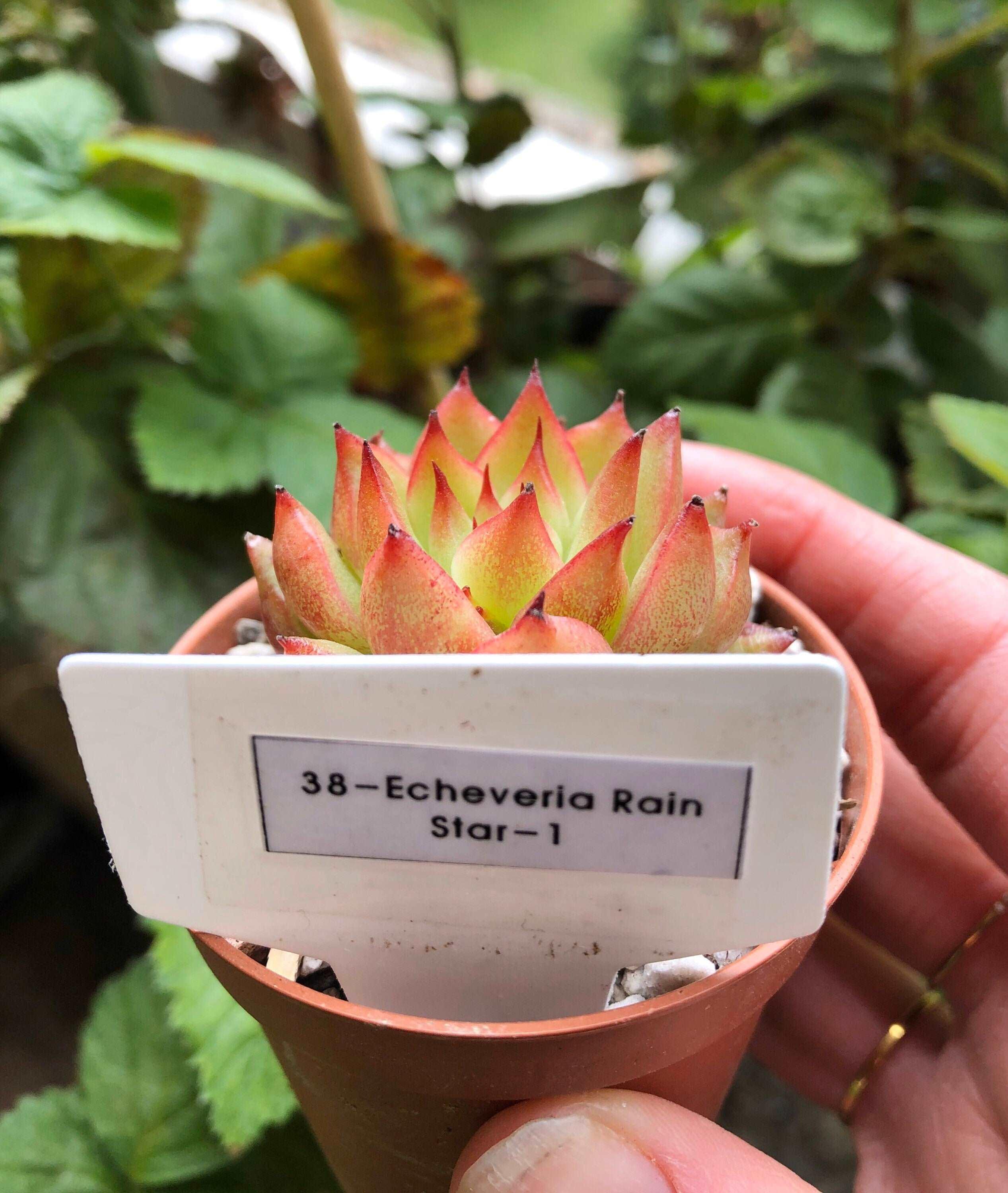 Echeveria Rain Star - Image 4